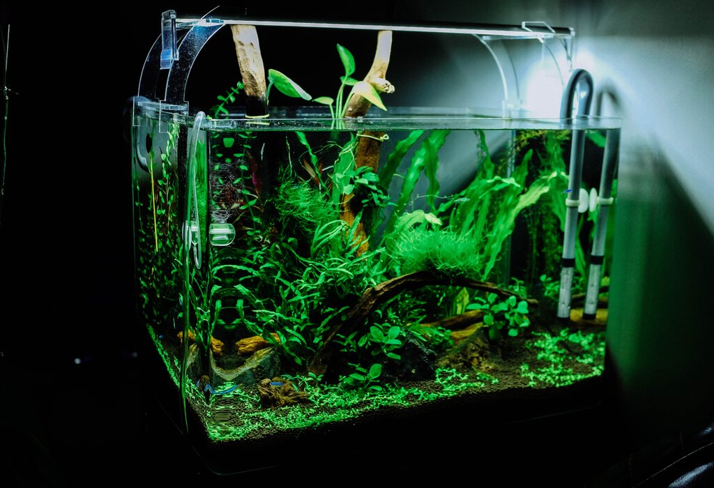 aquarium lighting