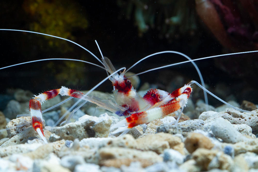 shrimp aquarium, Benefits of Adding Freshwater Invertebrates to Your Aquarium, freshwater shrimp, invertebrates