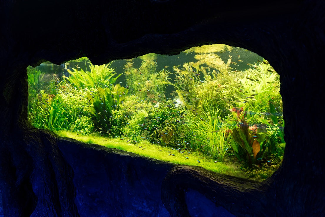 freshwater aquarium