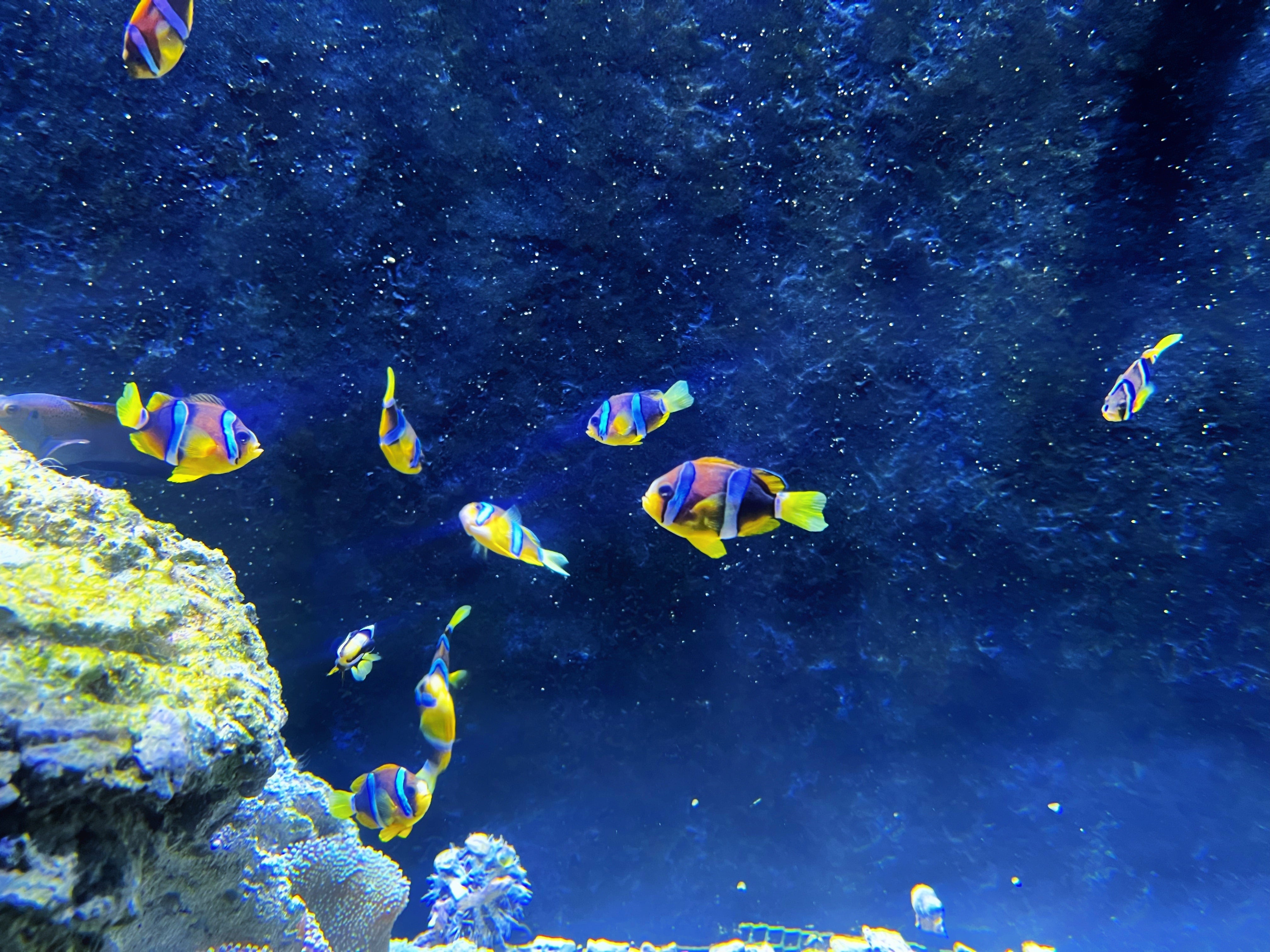fishes