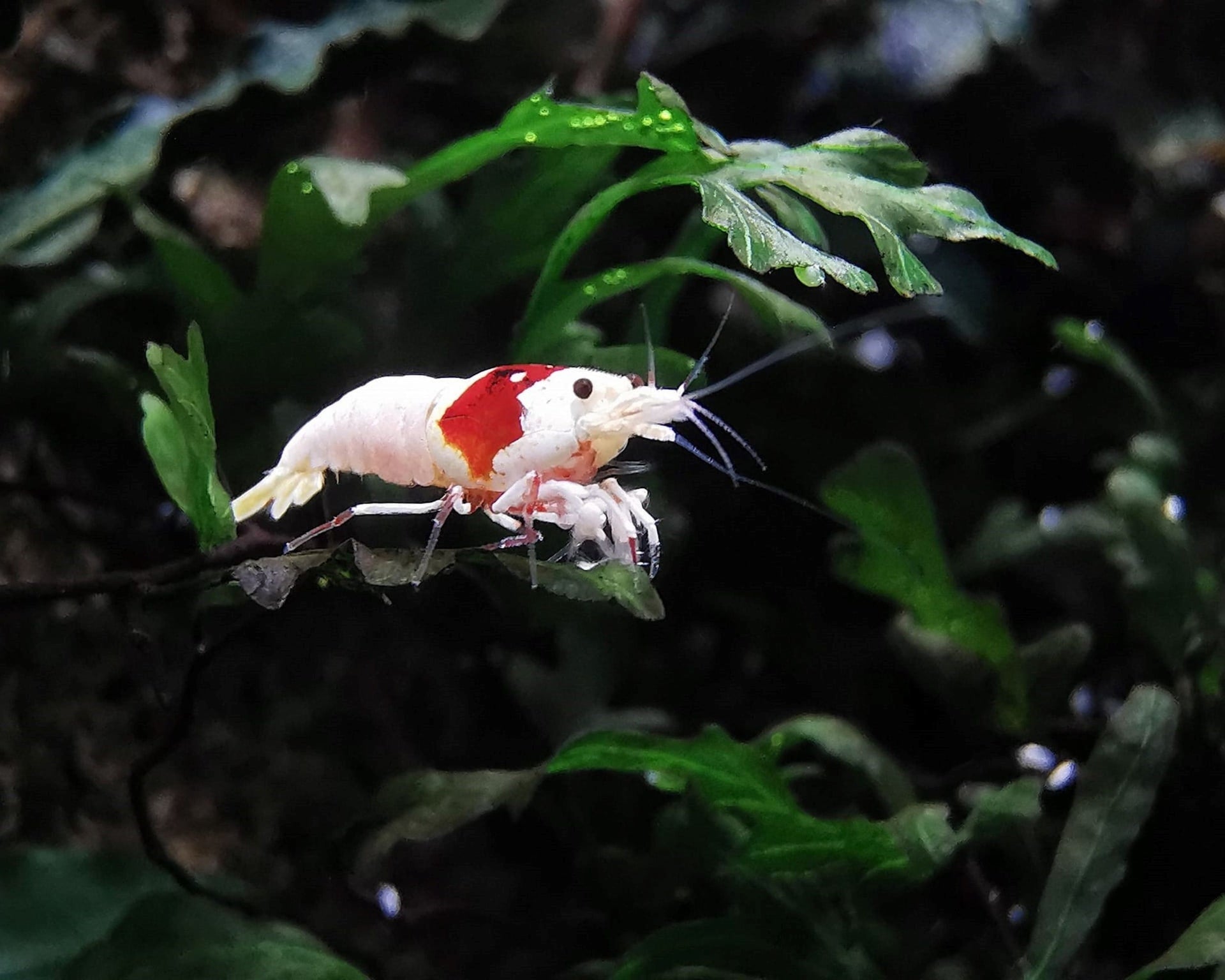 caridina shrimp in tank
