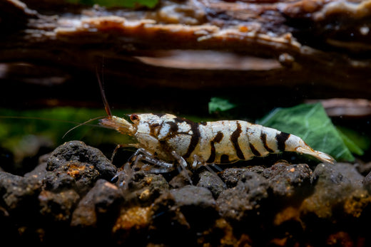 tiger shrimp