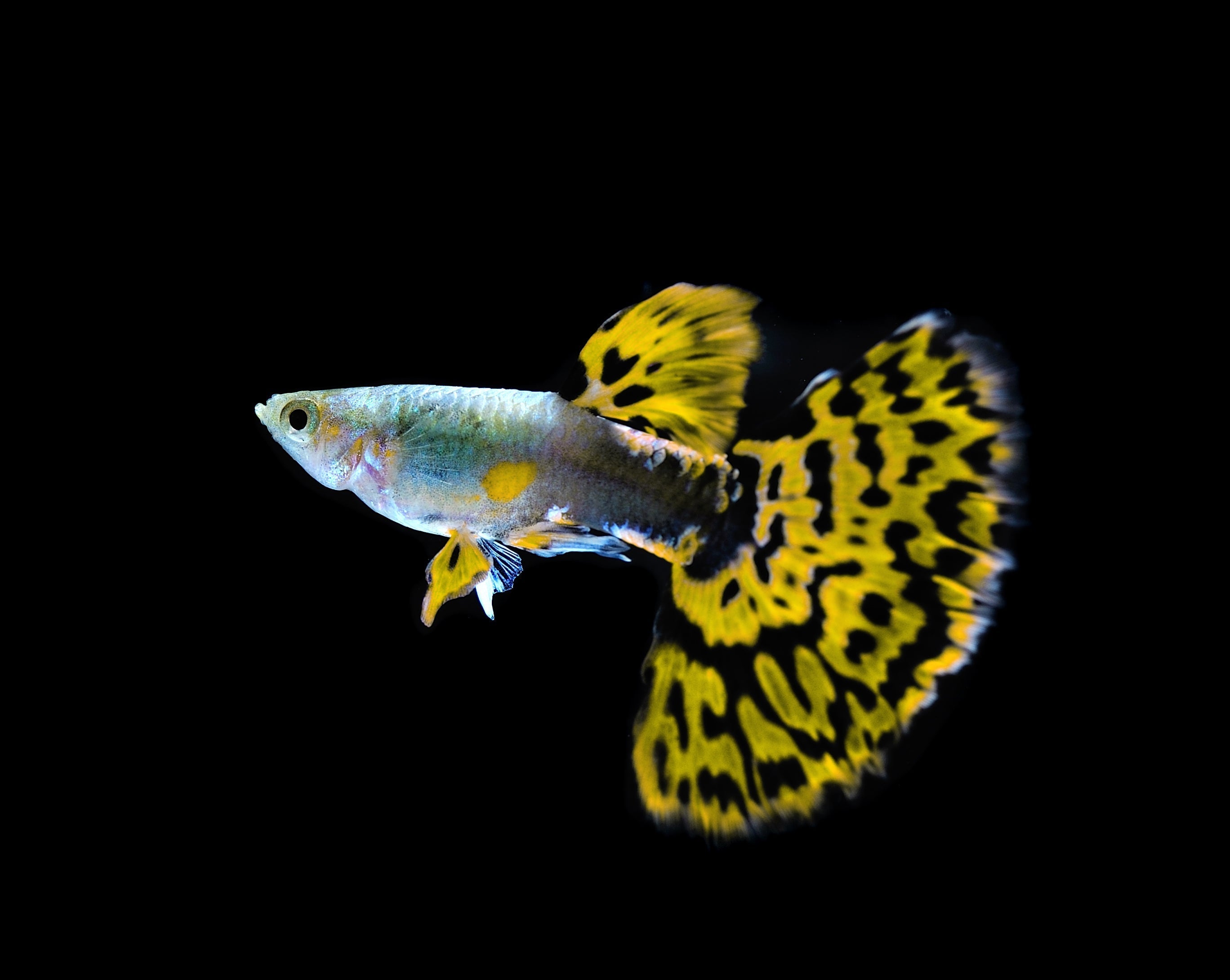 yellow guppy