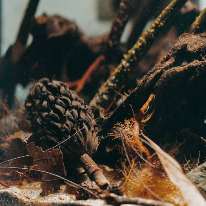 CASUARINA CONES AND HOW TO USE THEM IN YOUR AQUARIUM