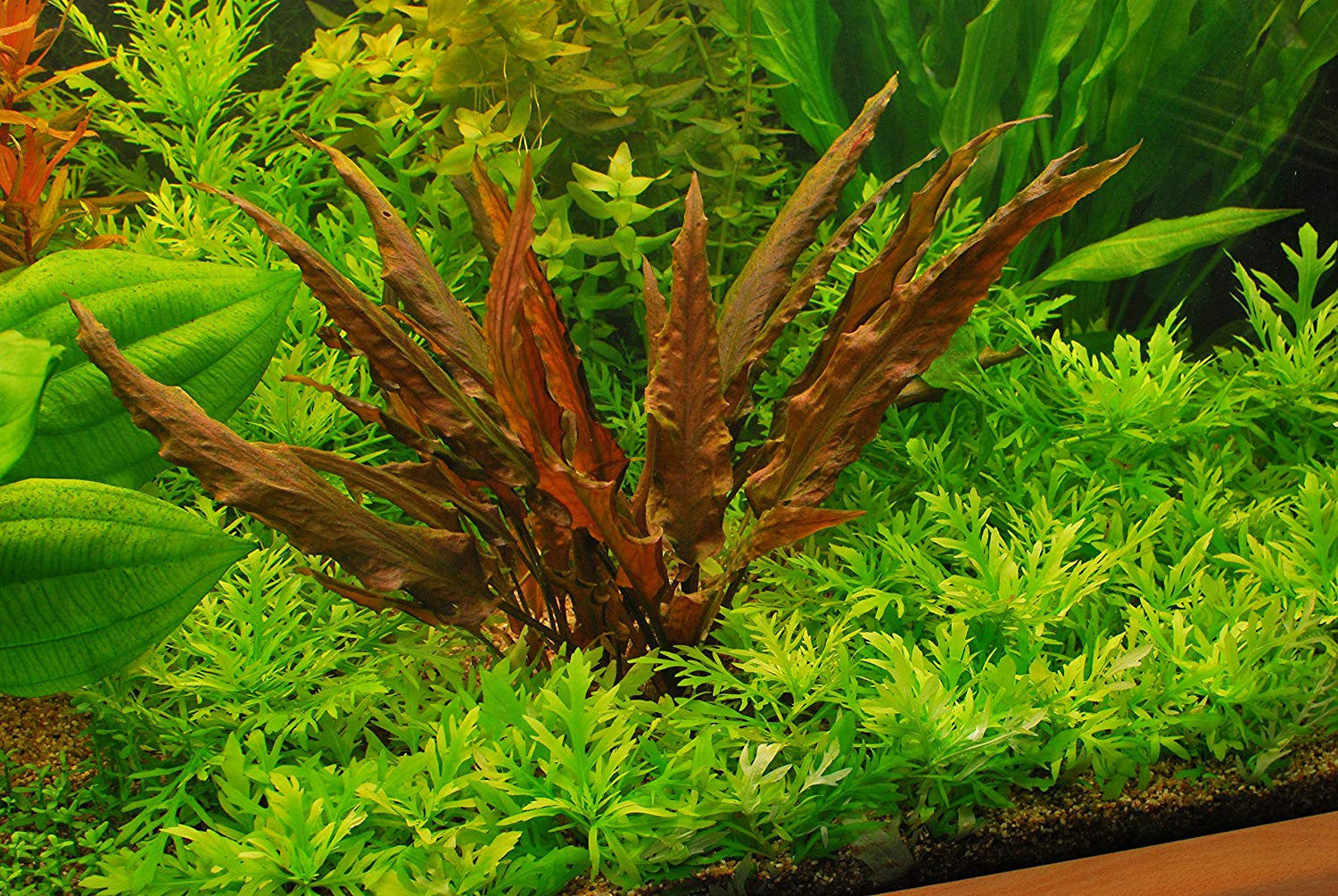 CARE GUIDE FOR AQUATIC CRYPTOCORYNE PLANTS – Splashy Fish CARE GUIDE FOR AQUATIC CRYPTOCORYNE PLANTS – Splashy Fish