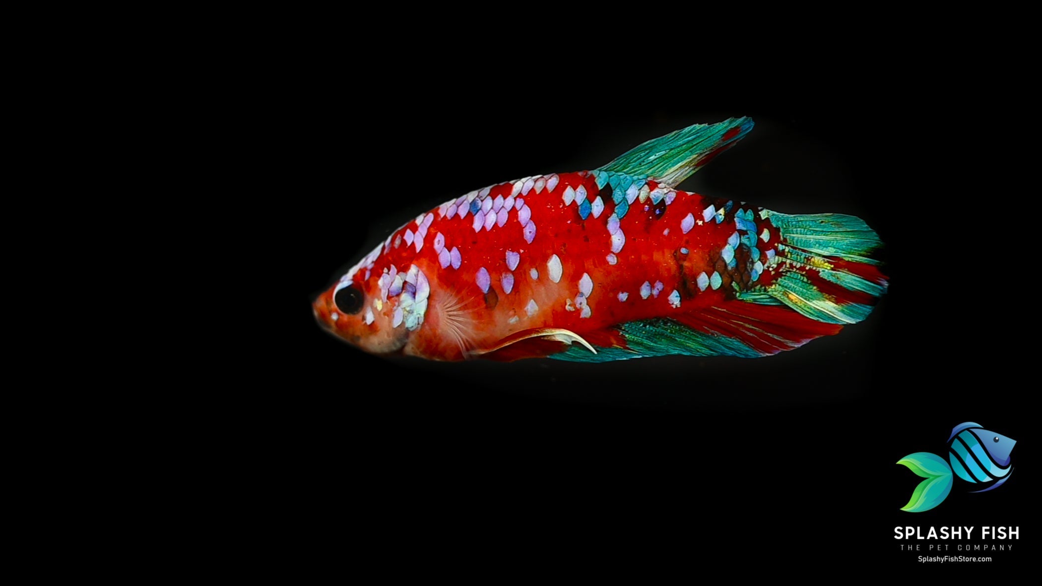 Giant Red Koi Galaxy Female Betta for sale, King Red Koi Galaxy Female Betta for sale, sorority betta for sale, female betta fish for sale, bettas for sale, buy betta fish online, betta fish buy online, live betta fish for sale, female giant betta fish