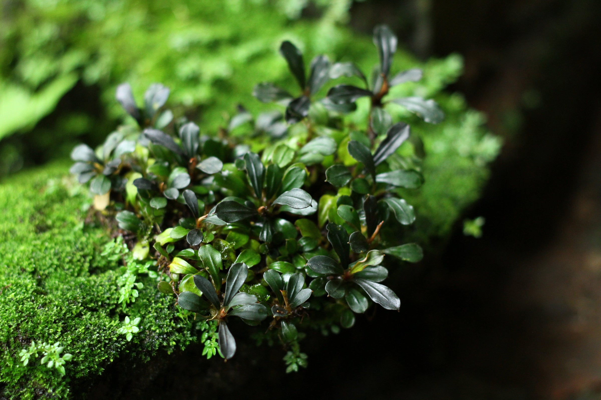 bucephalandra, buce plant, bucephalandra aquarium plant, buce aquarium plant, bucephalandra aquarium, bucephalandra plant, bucephelandra, bucephalandra sp, bucephalandra for sale, bucephalandra types, aquarium plant store near me