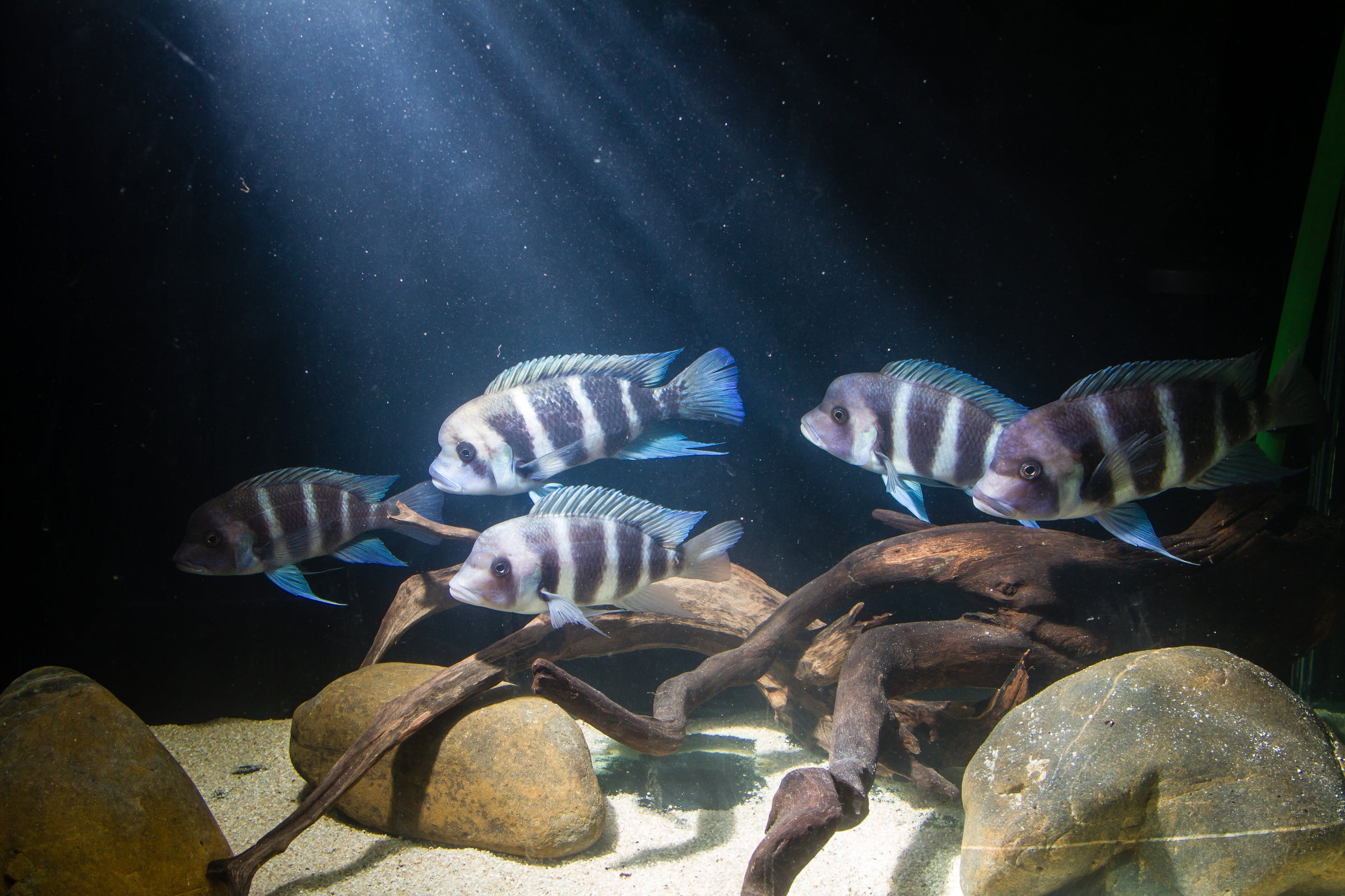 cichlid, cichlid fish, cichlids for sale, cichlids fish, african cichlid, african cichlids for sale, cichlid fish types, small cichlids, freshwater cichlids, cichlids for sale near me, ciclid fish, cichlid species