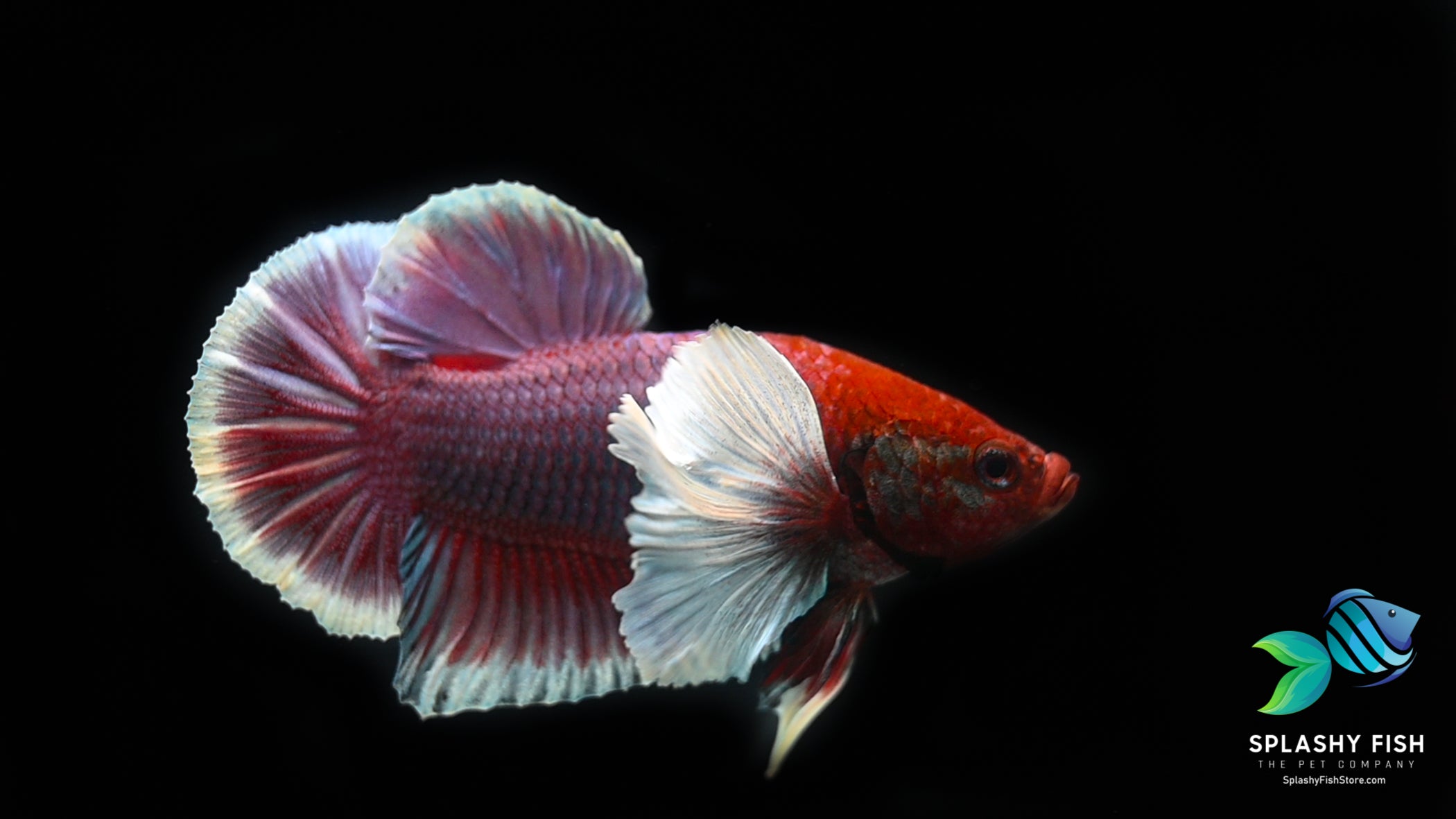 Dumbo Lavender HMPK Betta Fish for sale, dumbo ear betta fish for sale, WYSIWYG Dumbo Betta Fish, betta fish for sale, live betta fish for sale, buy betta fish online, elephant ear betta fish