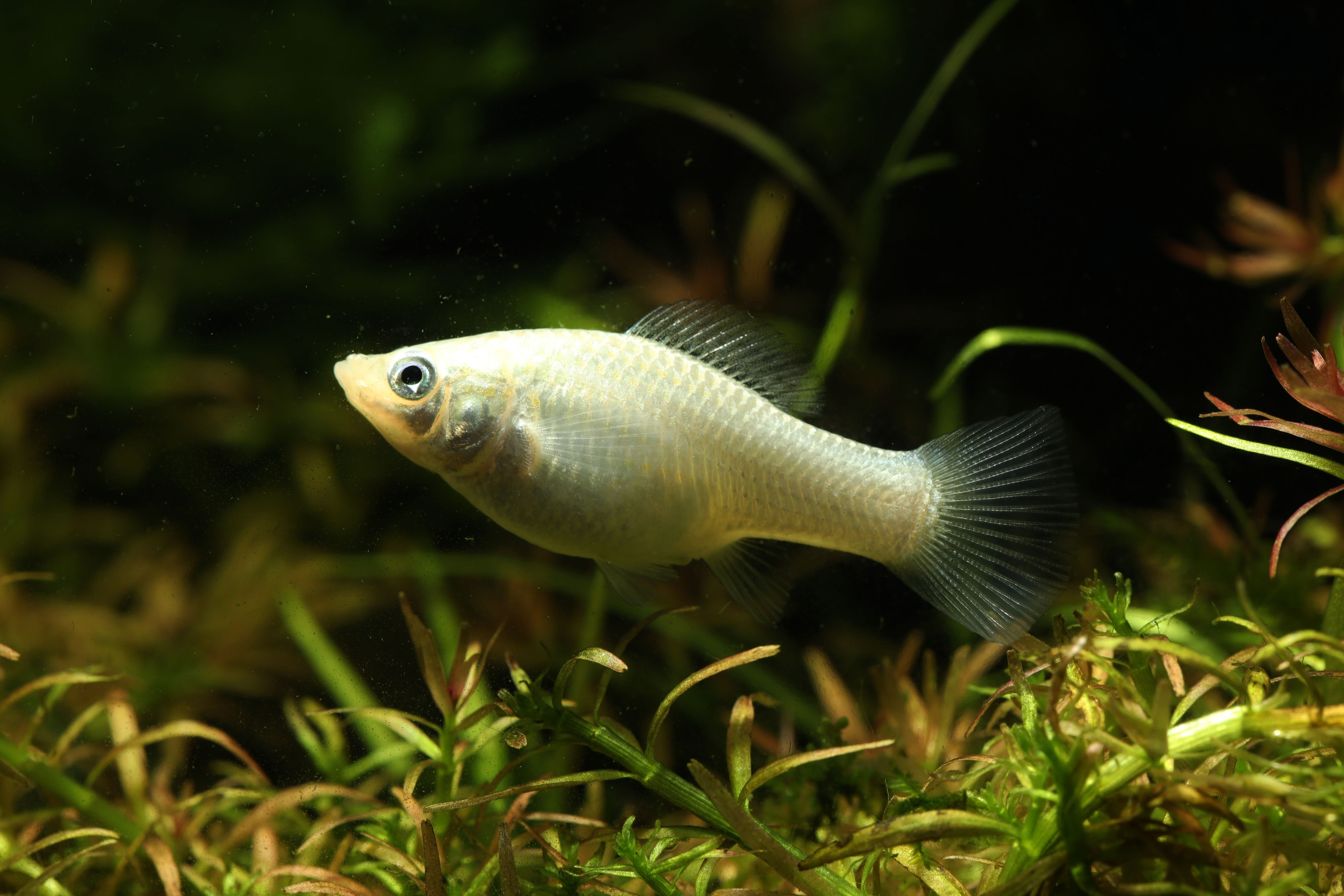 molly fish, mollies, mollies fish, common molly, mollie fish, lyretail molly, molly fish colors, mollies tropical fish, different types of molly fish, types of mollies, types of molly fish, molly types, types of molly, molly fish for sale