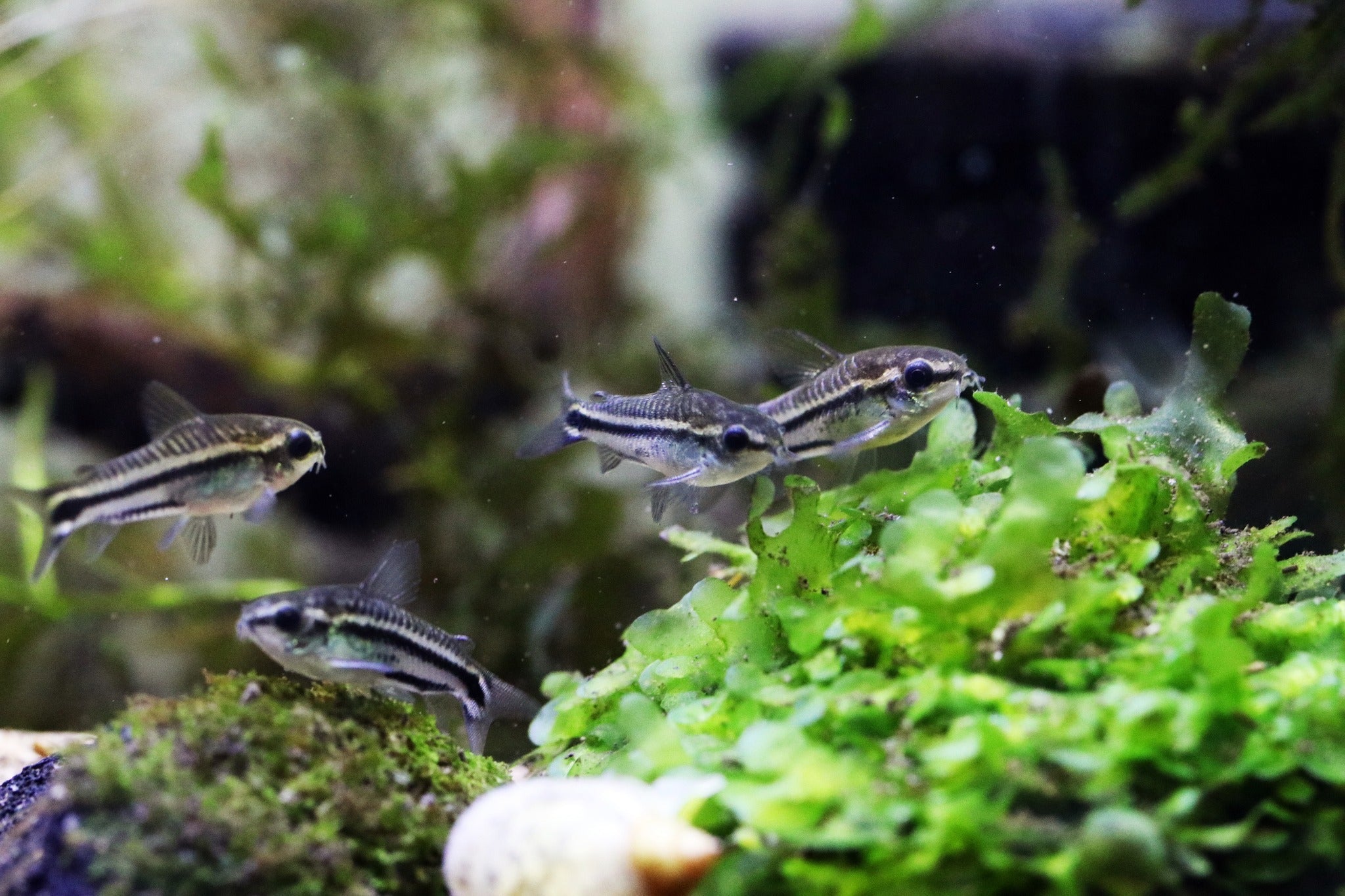 Corydoras catfish for sale, corydoras for sale, cory catfish for sale, buy corydoras catfish online, corydoras freshwater fish for sale, buy cory catfish online, school of corydoras in aquarium, corydoras catfish in fish tank