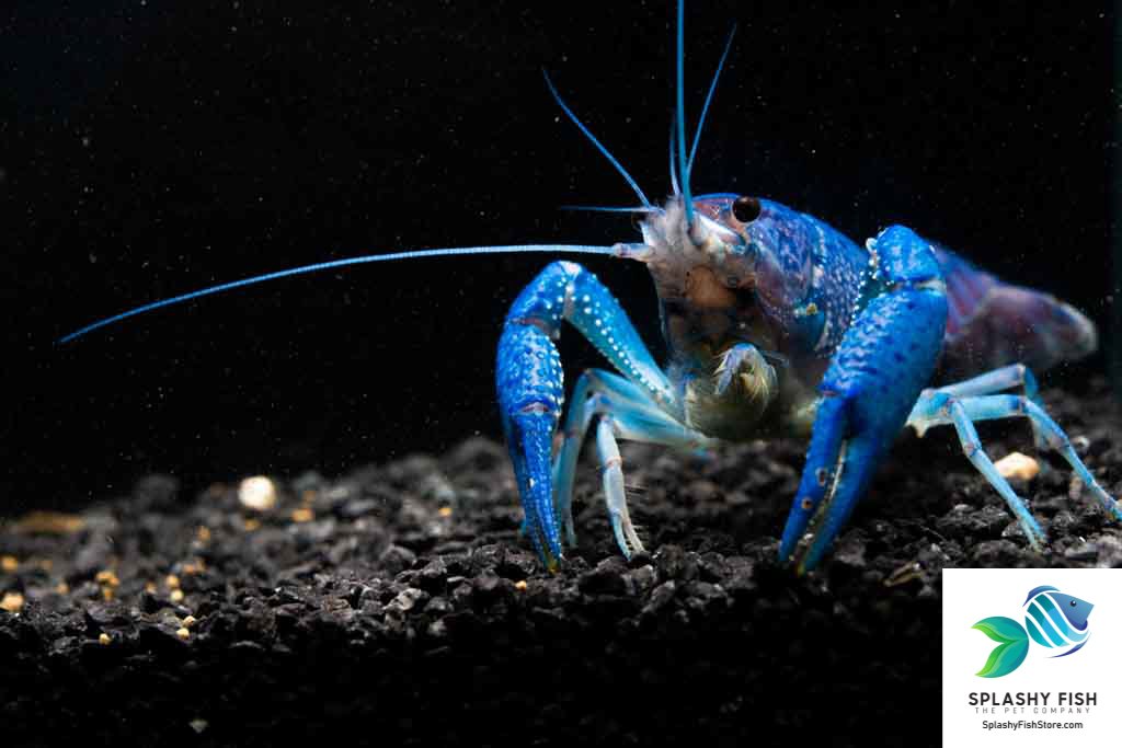 Freshwater Crayfish, Aquarium Crayfish, freshwater crayfish tank, Freshwater Crayfish for Sale, Freshwater Crayfish tank mates, white freshwater crayfish, freshwater crayfish for sale near me