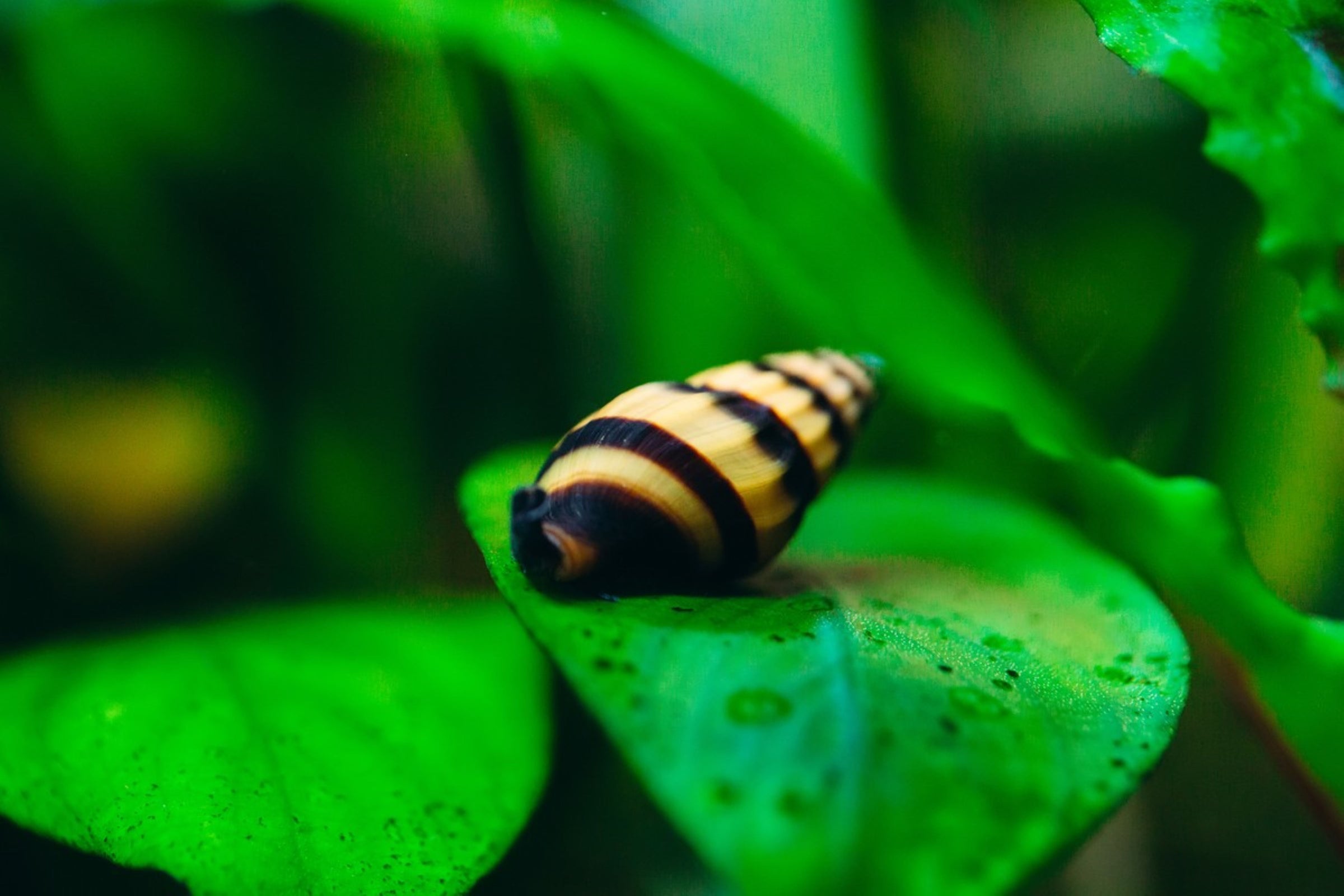 Freshwater Snails For Sale, aquarium snails, buy freshwater snails online, aquatic snails for sale, live aquarium snails for sale, freshwater aquarium snails for sale, freshwater snails for aquarium, buy snails online, live freshwater snails for sale