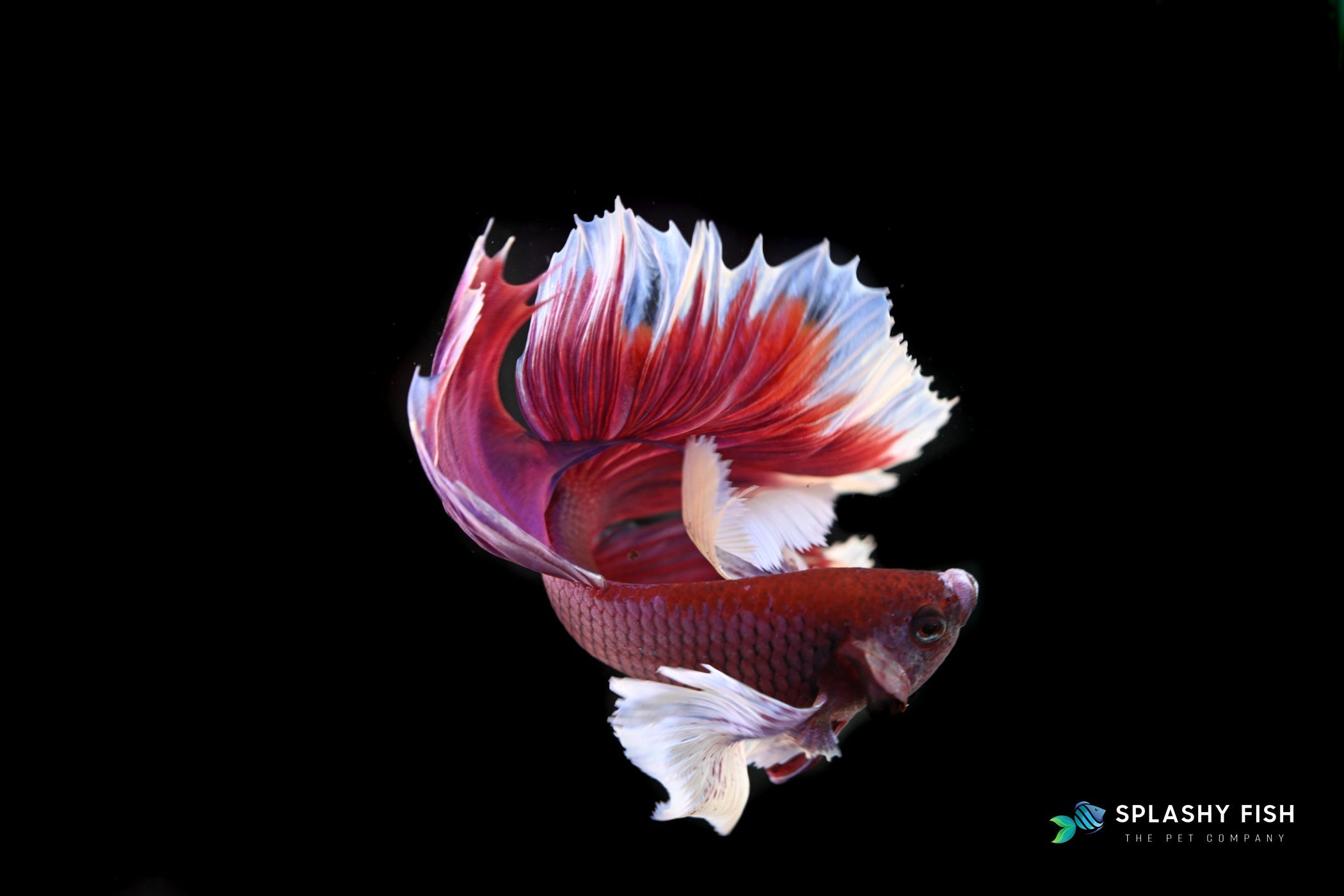 Dumbo Lavender Betta Fish, Dumbo Betta, Dumbo Ear Betta Fish, Dumbo Betta for Sale, Betta Fish for Sale, betta fighting fish for sale, siamese fighting fish, bettas for sale, buy betta fish online, betta fish buy online