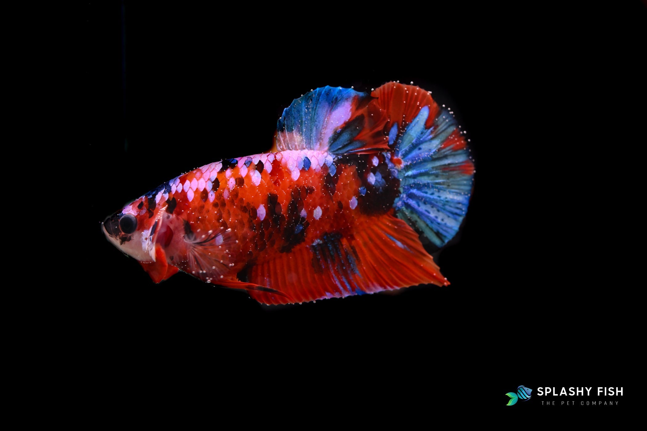 koi betta fish for sale, koi galaxy betta fish for sale, betta fighting fish for sale, bettas for sale, siamese fighting fish for sale, buy betta fish online, betta fish buy online, koi galaxy male betta for sale, male betta fish for sale