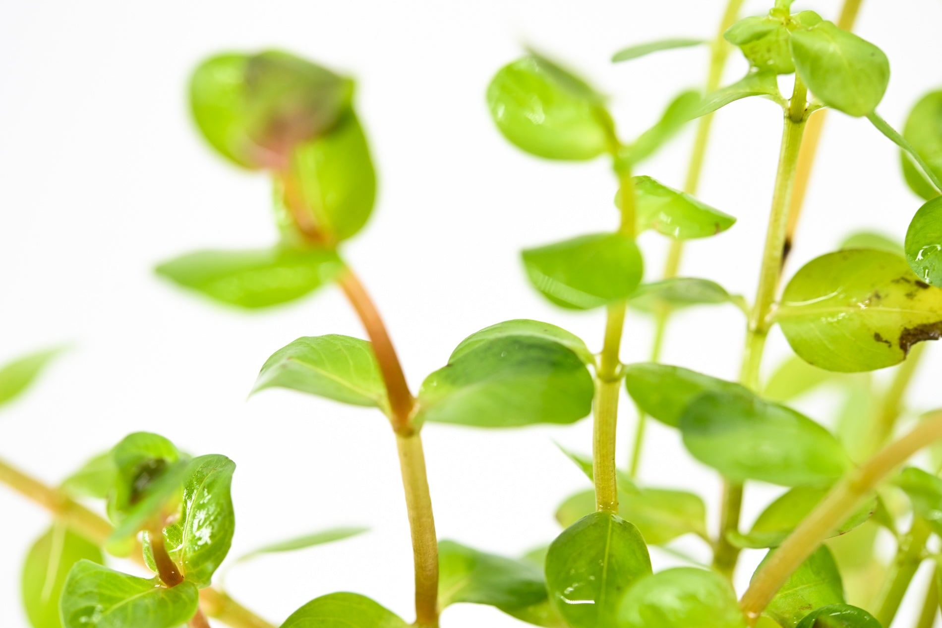 Aquarium Plant | Aquarium Plants For Sale