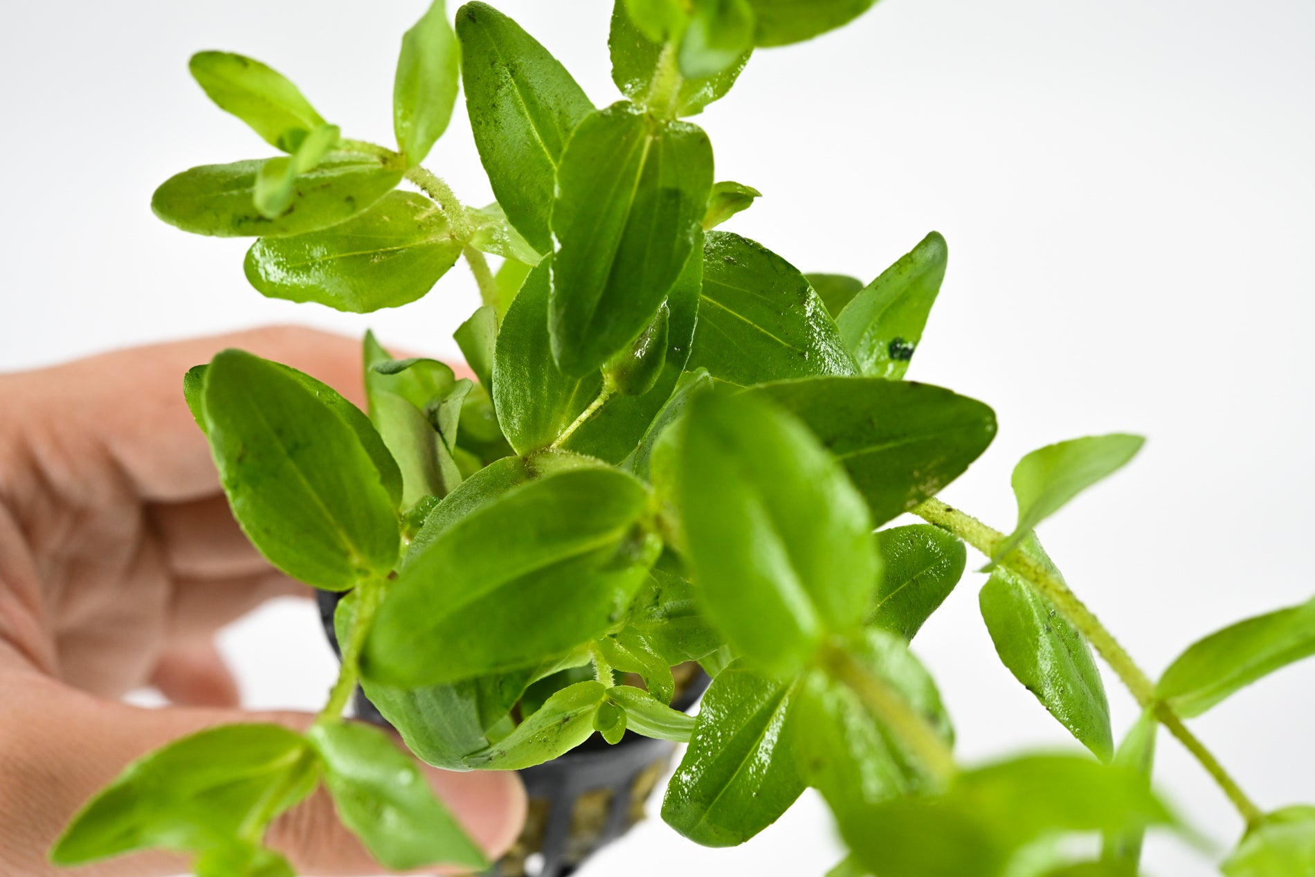 Aquatic Plant For Sale | Live Aquarium Plant