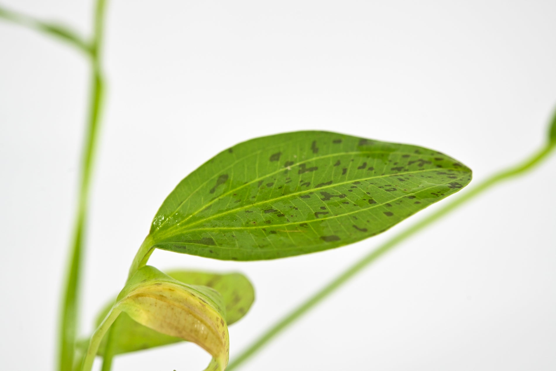 Green Ozelot Sword Plant, Live Aquatic Plants in Aquarium Fish Tank, Sword Plants for Sale, Sword Aquatic Plants for Sale, Live Aquarium Plants for Sale, aquarium plants for sale, sword plant, sword plants, sword plants for sale, buy sword plants online