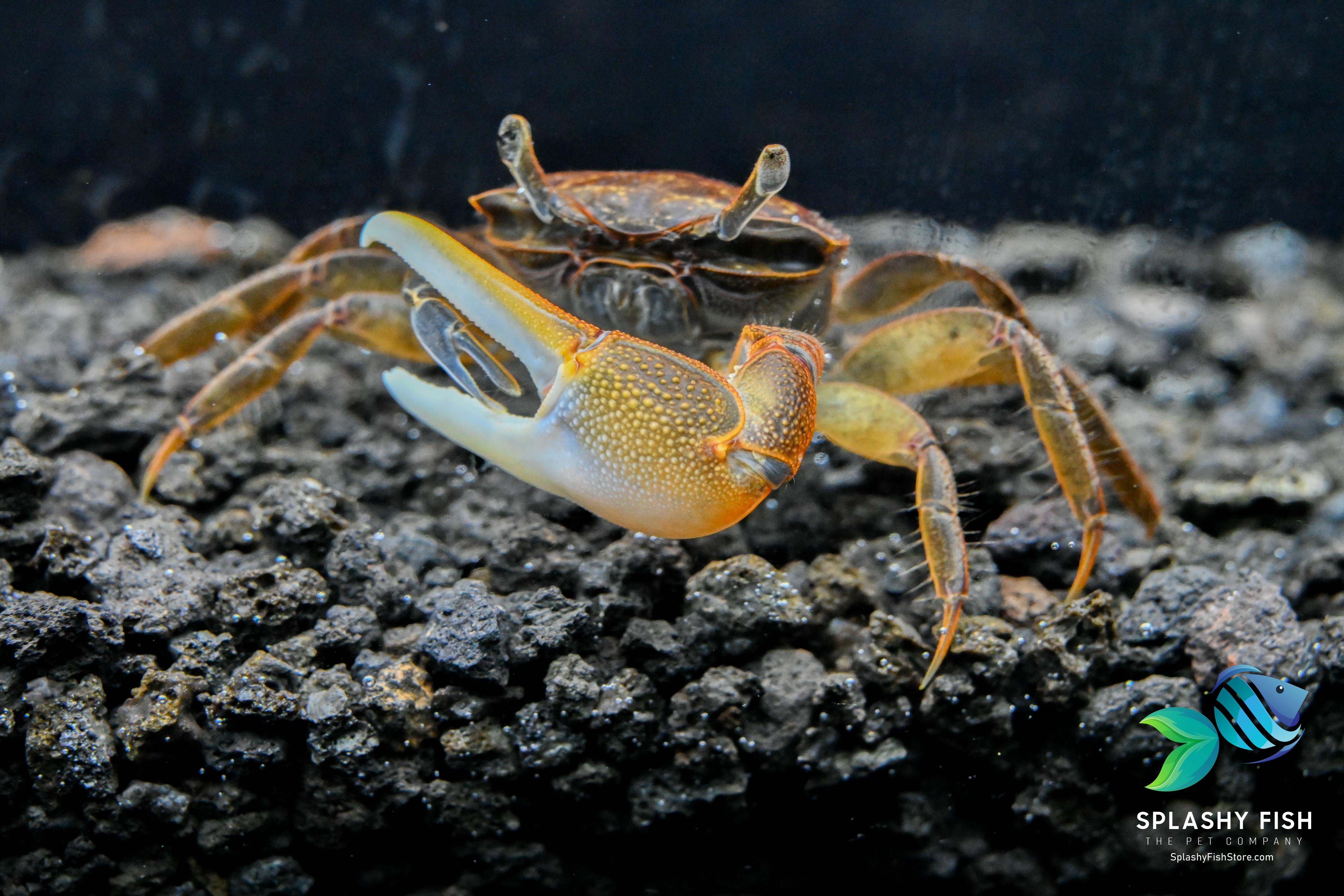 Live Aquarium Freshwater Crab For Sale | Live Tropical Aquarium Fish Store | Splashy Fish