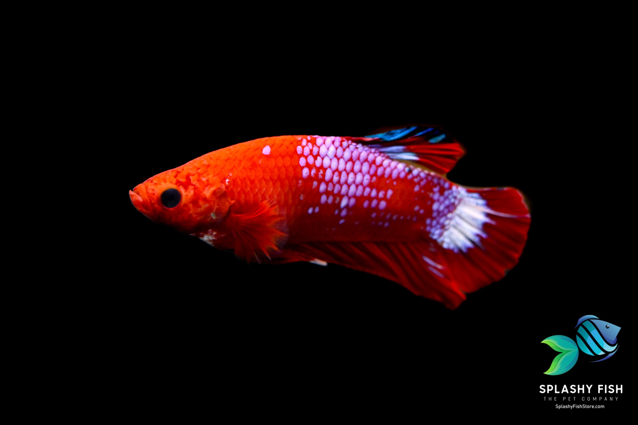 Female Betta Fish For Sale, Sorority Betta Fish For Sale, female bettas, female betta fish for sale, sorority betta fish, female betta fish for sale near me, live betta fish for sale, buy betta fish online, betta fish for sale near me