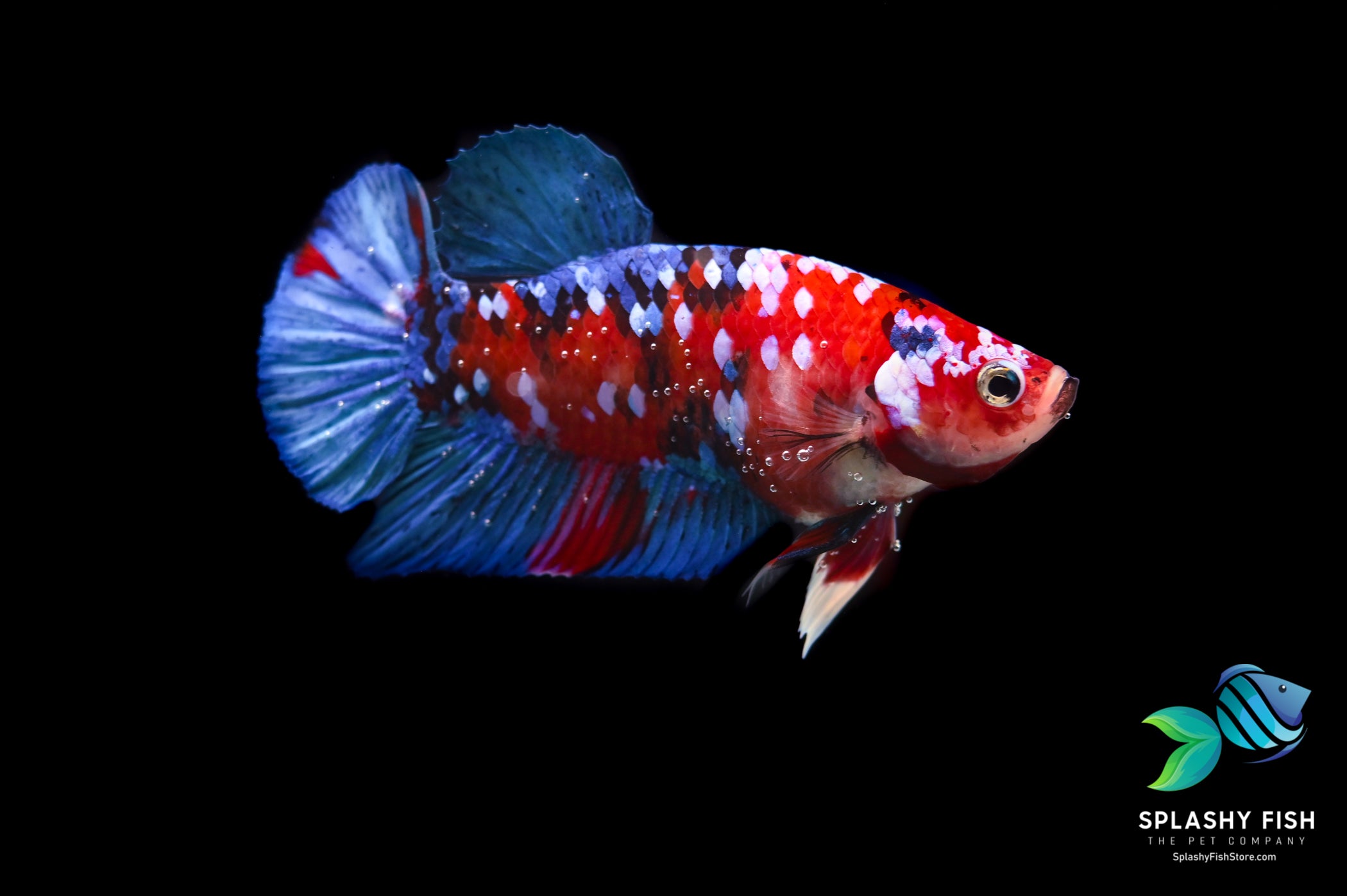 Red Koi Galaxy Premium Grade Betta Fish For Sale | Splashy Fish