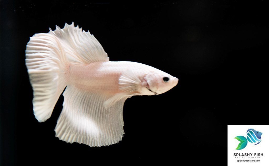cafetaria trog Oplossen Live Freshwater Aquarium Fish For Sale | Splashy Fish