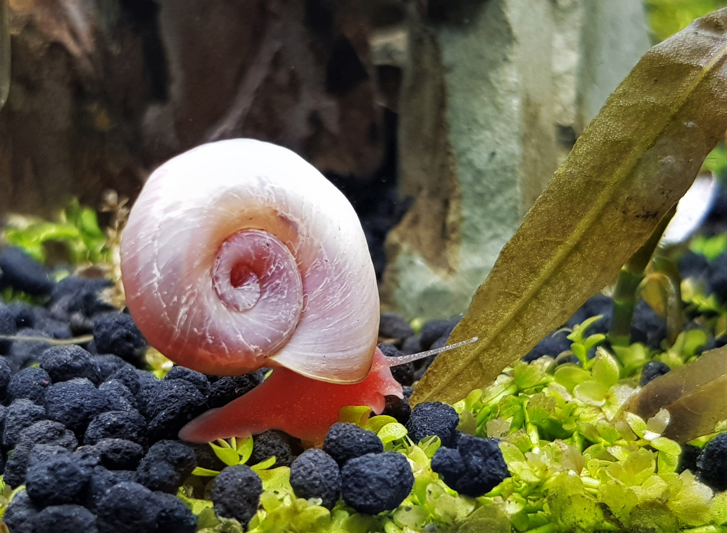 ramshorn snail, ramshorn snails for sale, ramshorn snail for freshwater aquarium, ramshorn snails for sale near me, ramshorn snails buy online, ramshorn snail in aquarium tank, ramshorn freshwater snails, ramshorn snail aquarium