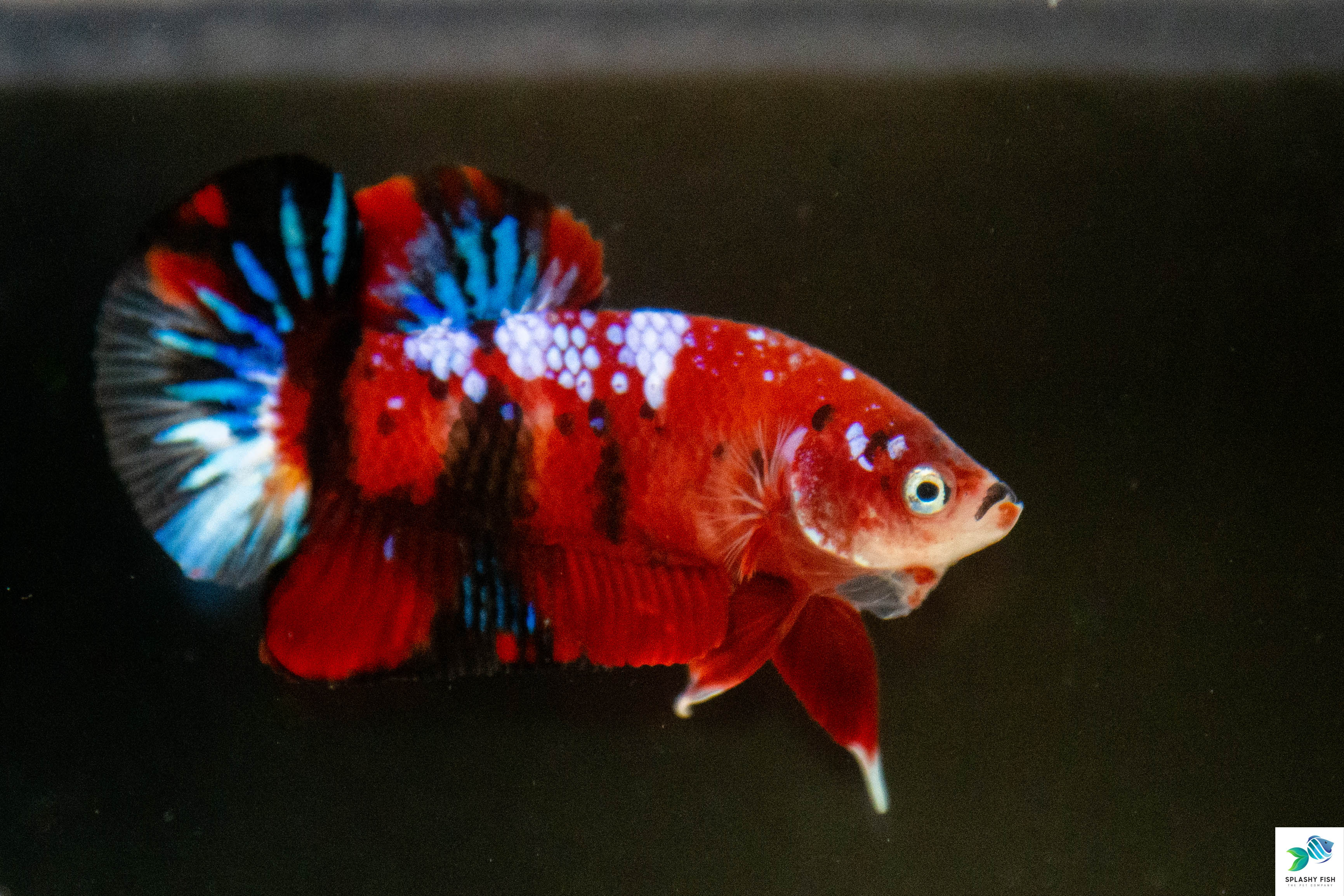 Marble B Yellow Double Tail Halfmoon Male - IMPORT LIVE BETTA FISH FROM  THAILAND