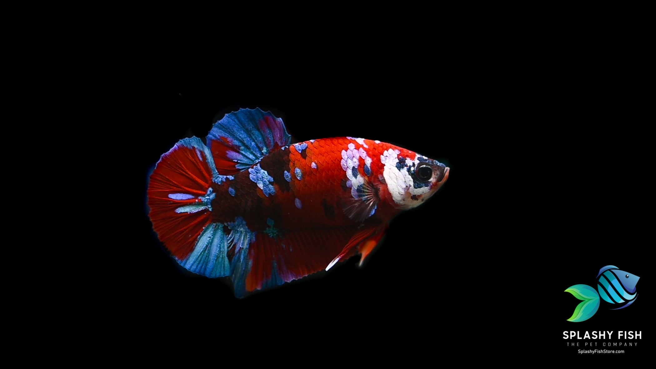 Pef zondaar Entertainment Live Giant / King Betta Fish For Sale | Splashy Fish