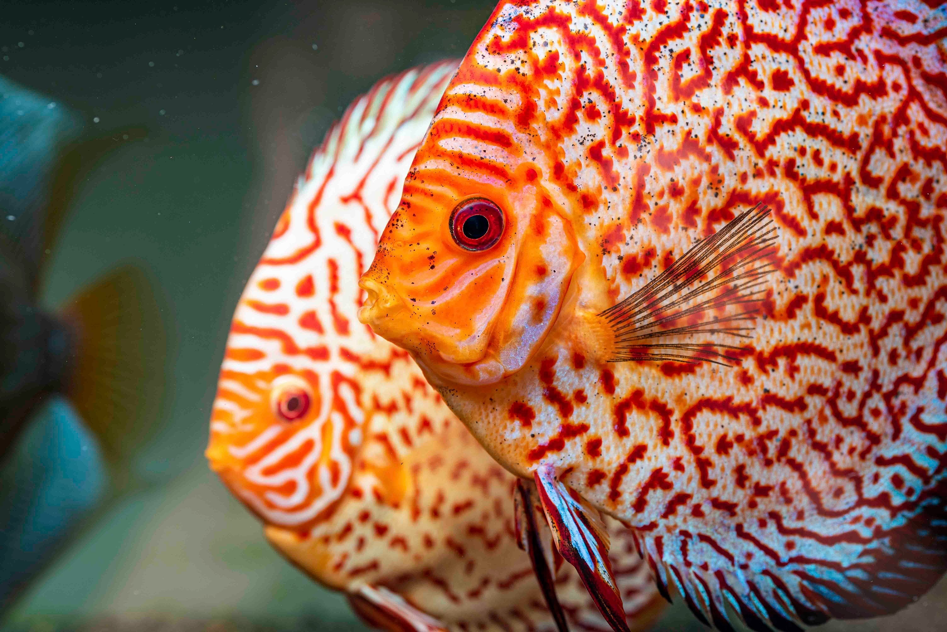 red diamond discus fish
