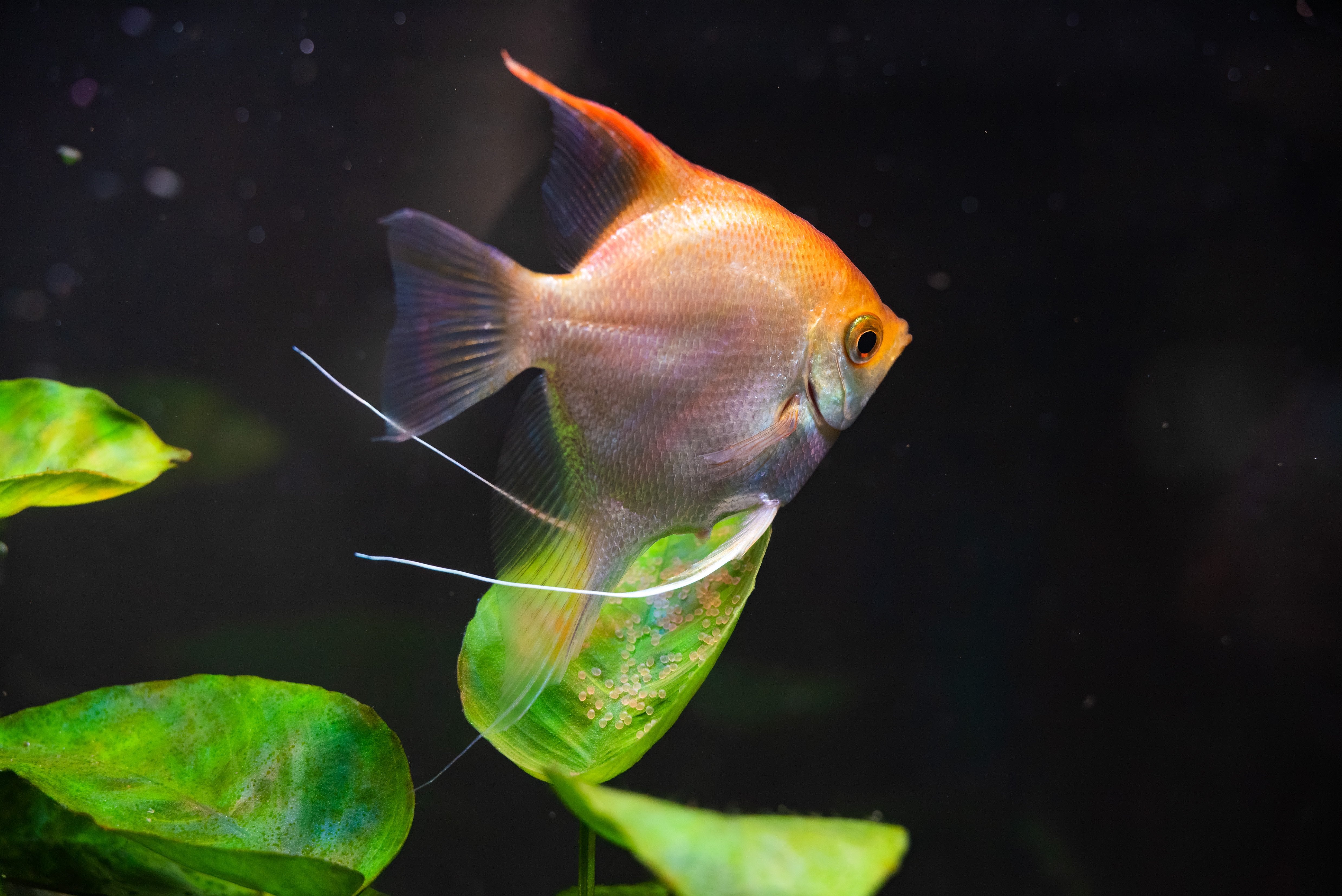 Angel Fish For Sale | Live Freshwater Aquarium Fish | Splashy Fish