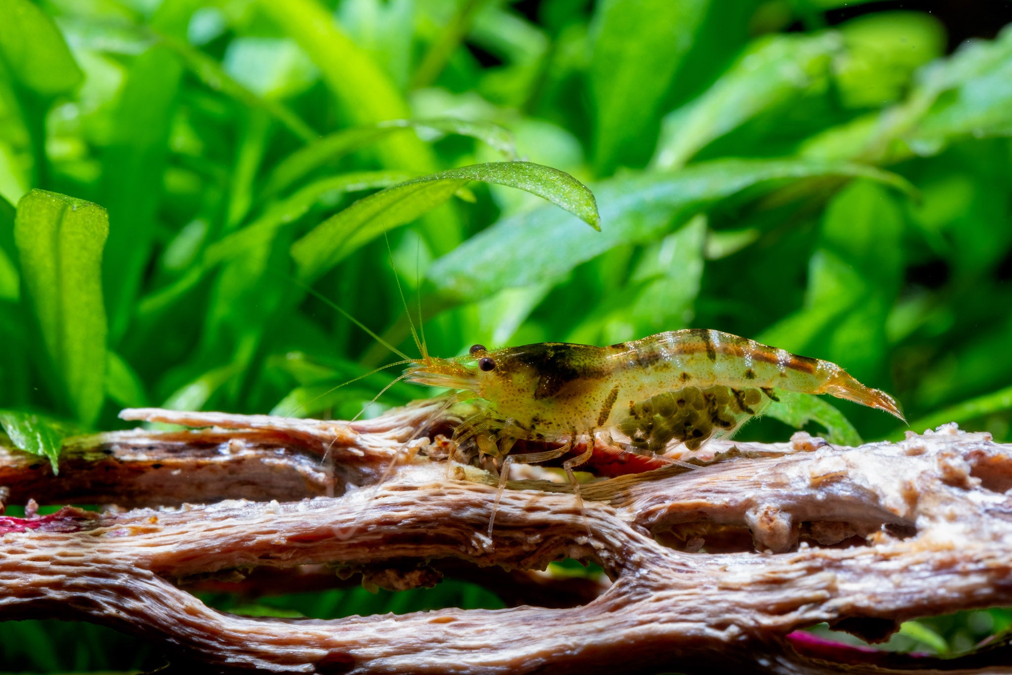 Freshwater Caridina Shrimp | Live aquarium background plants | Live aquatic background plants for sale | Caridina Shrimp for sale