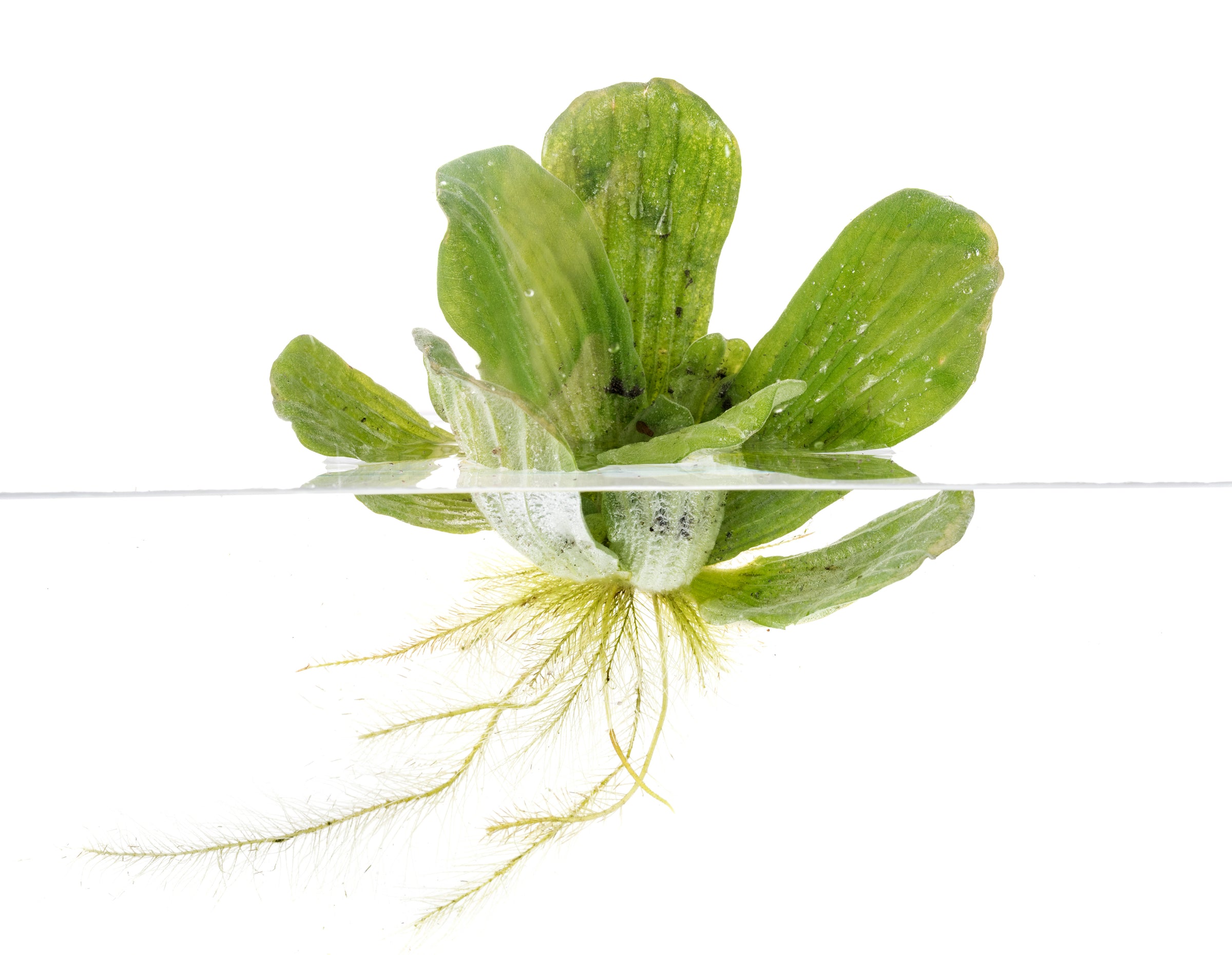 floating aquarium plants, floating plants for aquarium, floating plants, aquarium floating plants, floating plant, floating aquatic plants, floating water plants, floating plants for betta, best floating plants for aquarium, best floating aquarium plants