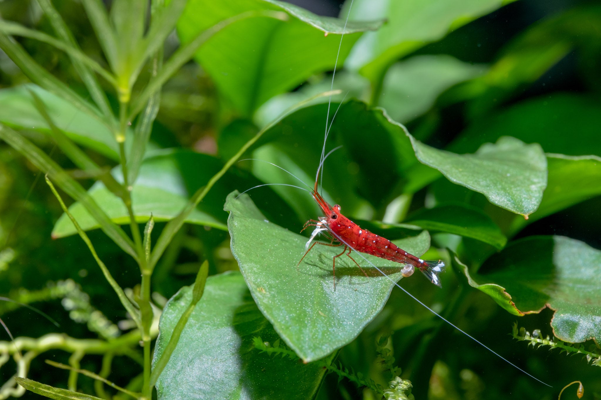 White spotted Sulawesi Shrimp | Live Aquarium Plants | live midground aquarium plants | live aquatic plant | aquatic live plant | midground aquatic plants