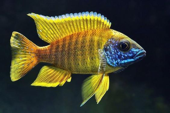 sunshine peacock cichlid, yellow peacock, yellow peacock cichlid, sunshine fish, sunshine peacock, peacock yellow cichlid, sunshine cichlid, peacock yellow, yellow peacocks, african yellow cichlid, yellow sunshine peacock cichlid, yellow peacock cichlid for sale