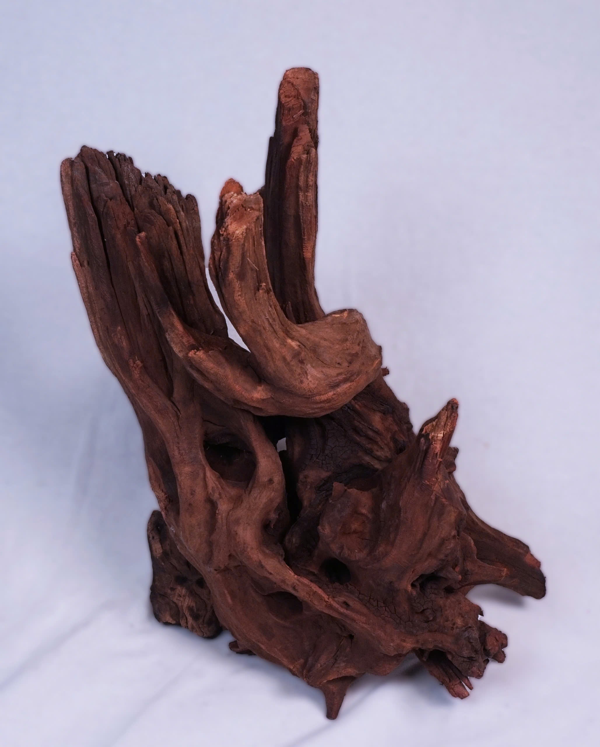 Pisces USA Aqua Natural Ancient Wood for sale | Splashy Fish