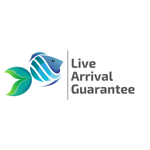 Splashy Fish Live Arrival Guarantee | Splashy Fish ensure all live fish order requires shipping arrive at customer house live and healthy