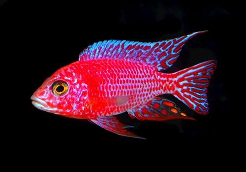 red peacock, red cichlid, red peacock cichlid, ruby red peacock cichlid, red cichlid fish, red cichlids, red african cichlid, peacock red, red african cichlids, red peacock cichlids, red peacock for sale, red cichlids for sale