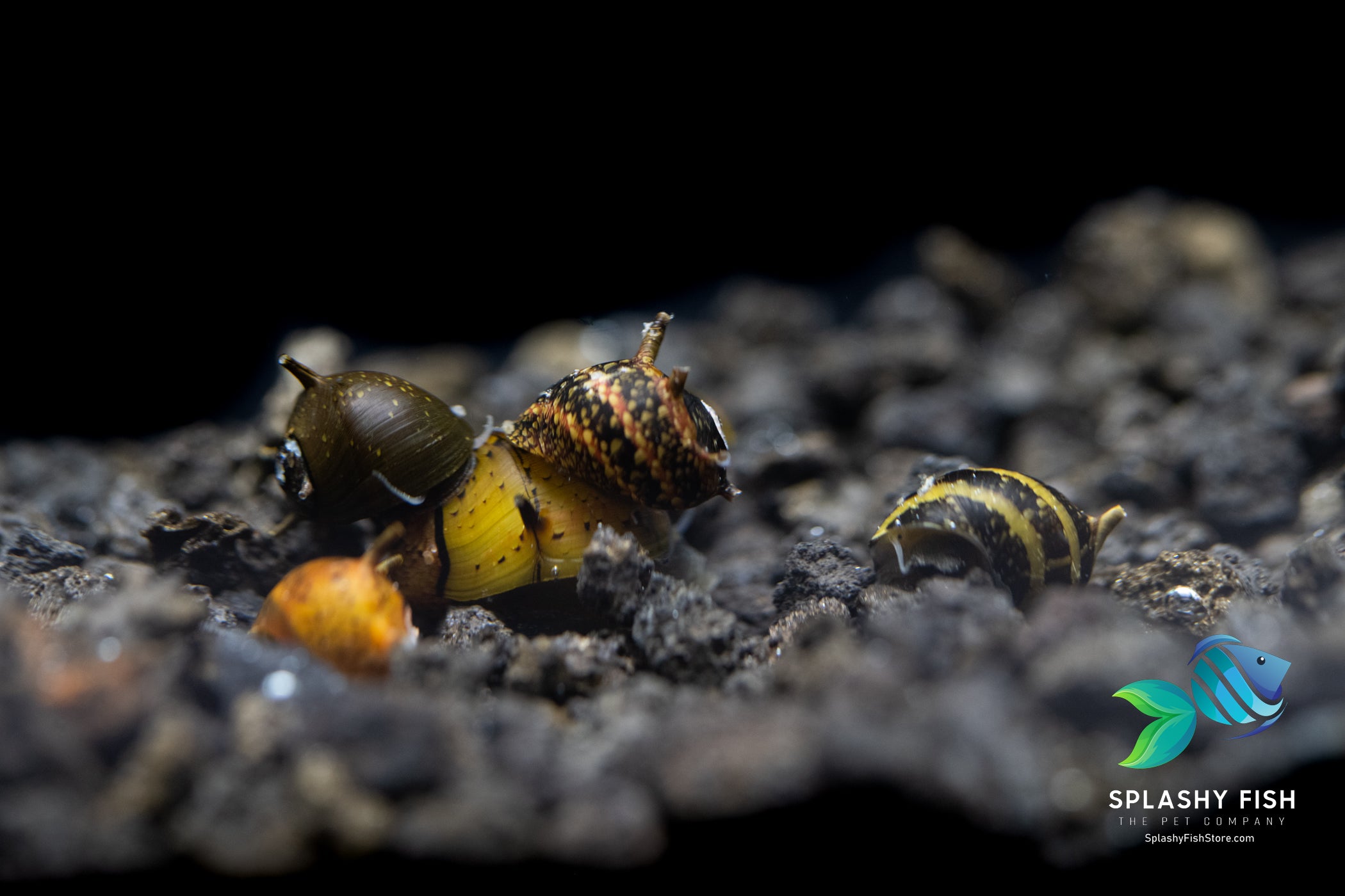 horn snail, horned nerite snail, horned nerite, horned snail, assorted horn nerite snail for sale, horn nerite snails for sale near me, thorn nerite snail