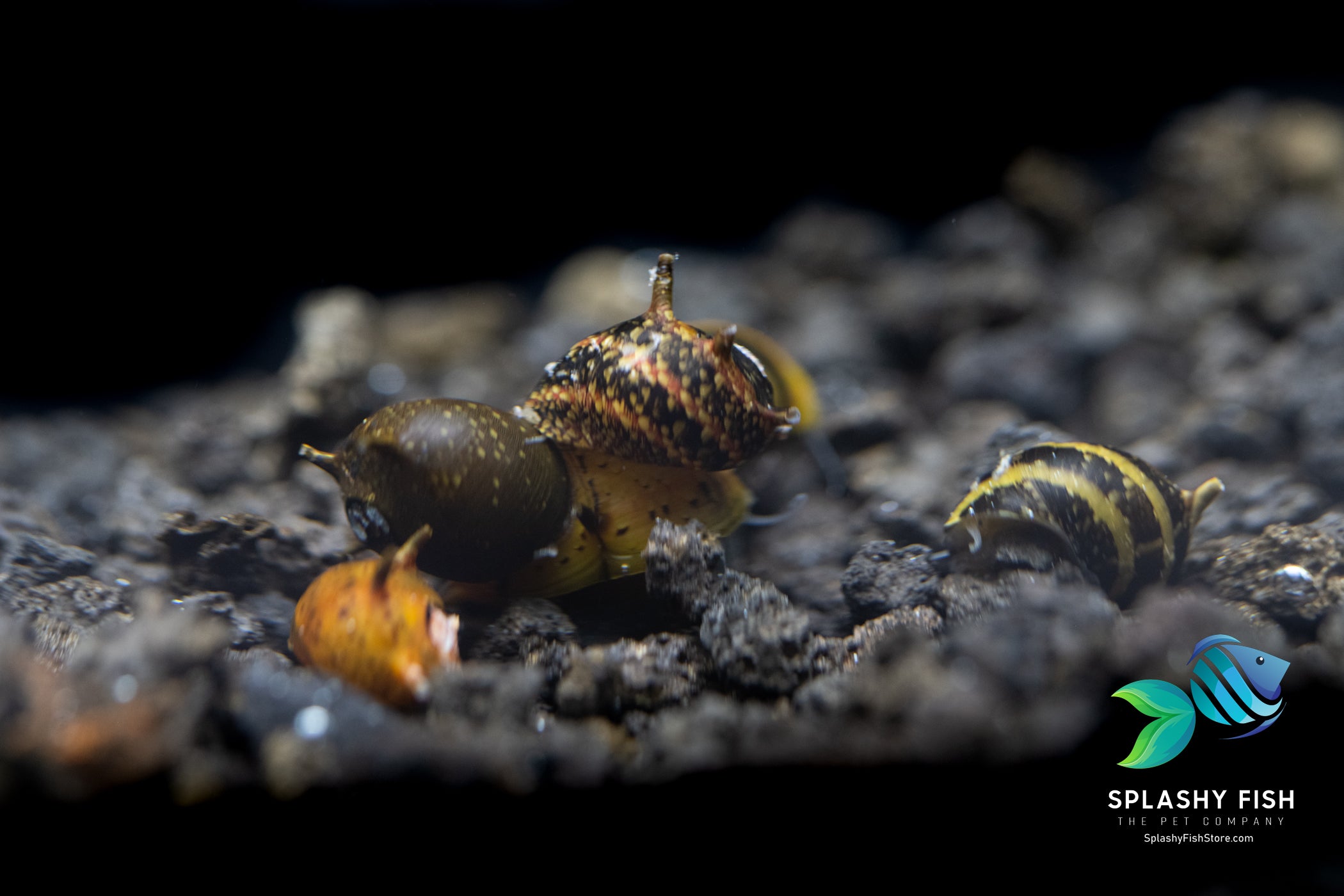 assorted horn nerite snail, assorted horned nerite snail, assorted horn nerite snails for sale, horn snail, horned snail, horned nerite snail for sale