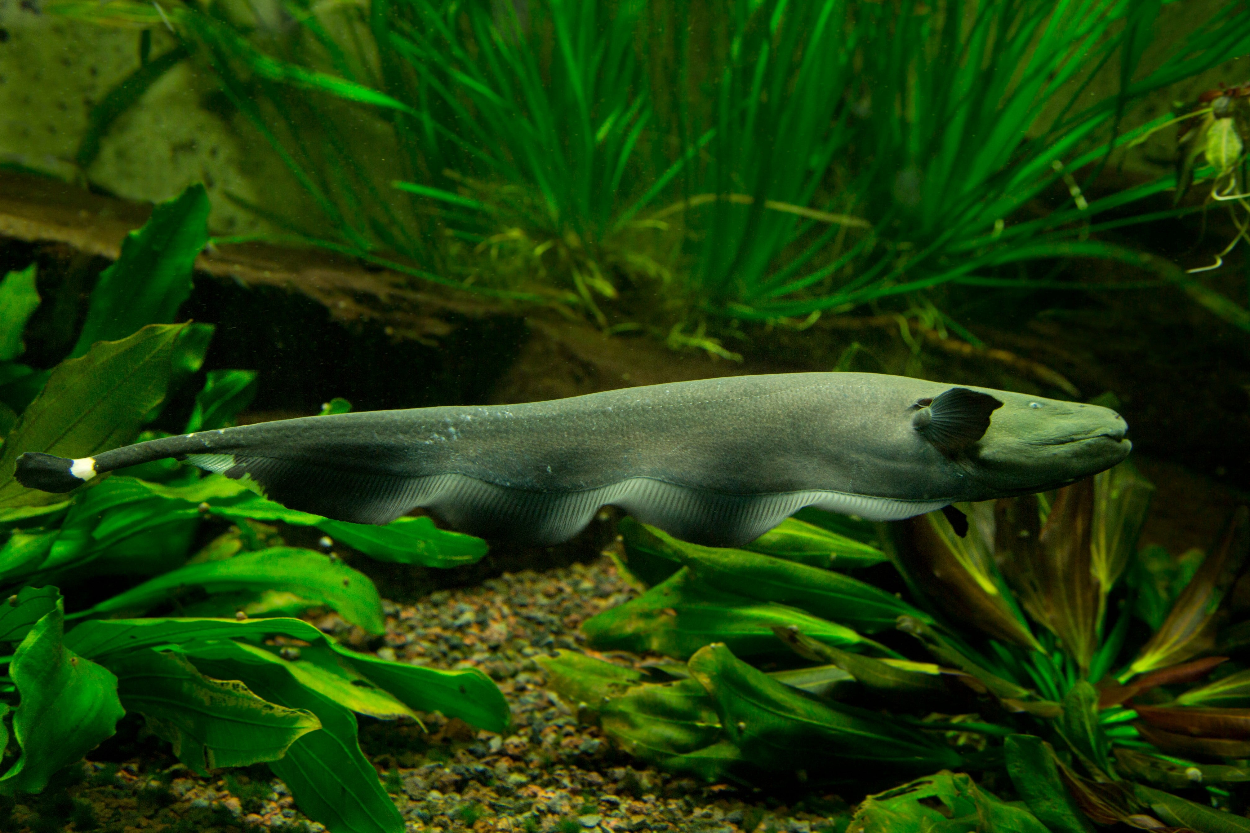 ghost fish, knife fish, black ghost knife fish, black ghost, ghost knife fish, knifefish, black ghost knifefish, black ghost fish, black knife fish, black ghost knife fish for sale, buy knifefish online