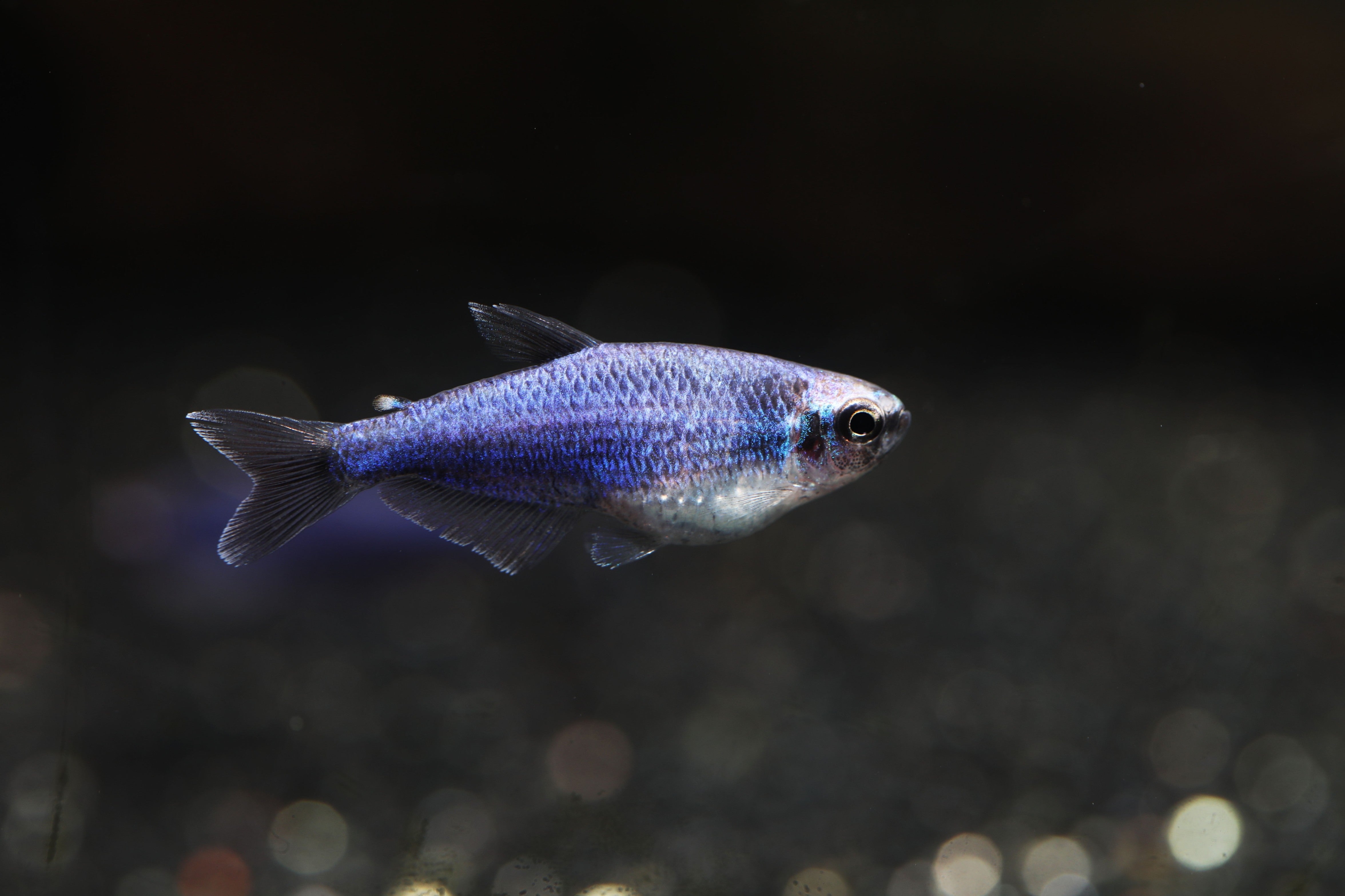 emperor blue hook fish Blue Emperor Tetra Fish for Sale
