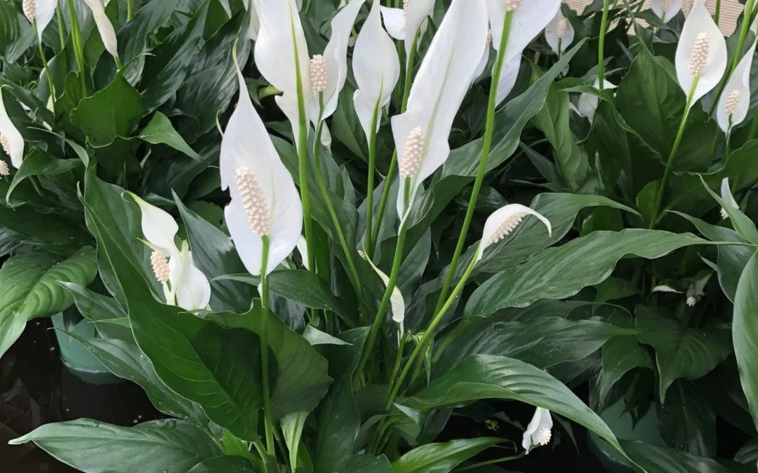 Brazilian Sword Pot Plant| Plants Aquariums | Pot Plant |Plant Store | Plants in an Aquarium