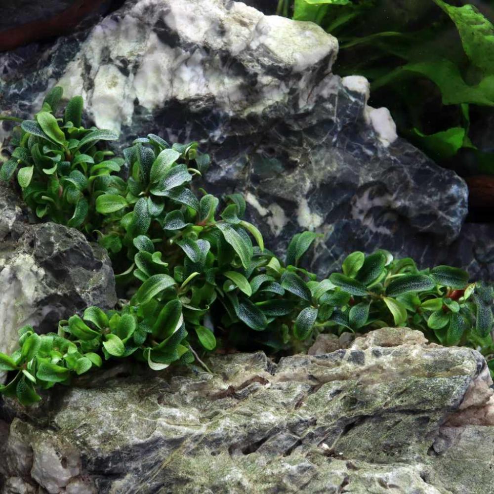 bucephalandra needle leaf, bucephalandra mini needle leaf, bucephalandra sp. 'needle leaf', needle leaf bucephalandra, bucephalandra micrantha 'needle leaf', bucephalandra sp needle leaf, bucephalandra sp. needle leaf, bucephalandra 'needle leaf', bucephalandra micrantha needle leaf, bucephalandra sp. mini needle leaf