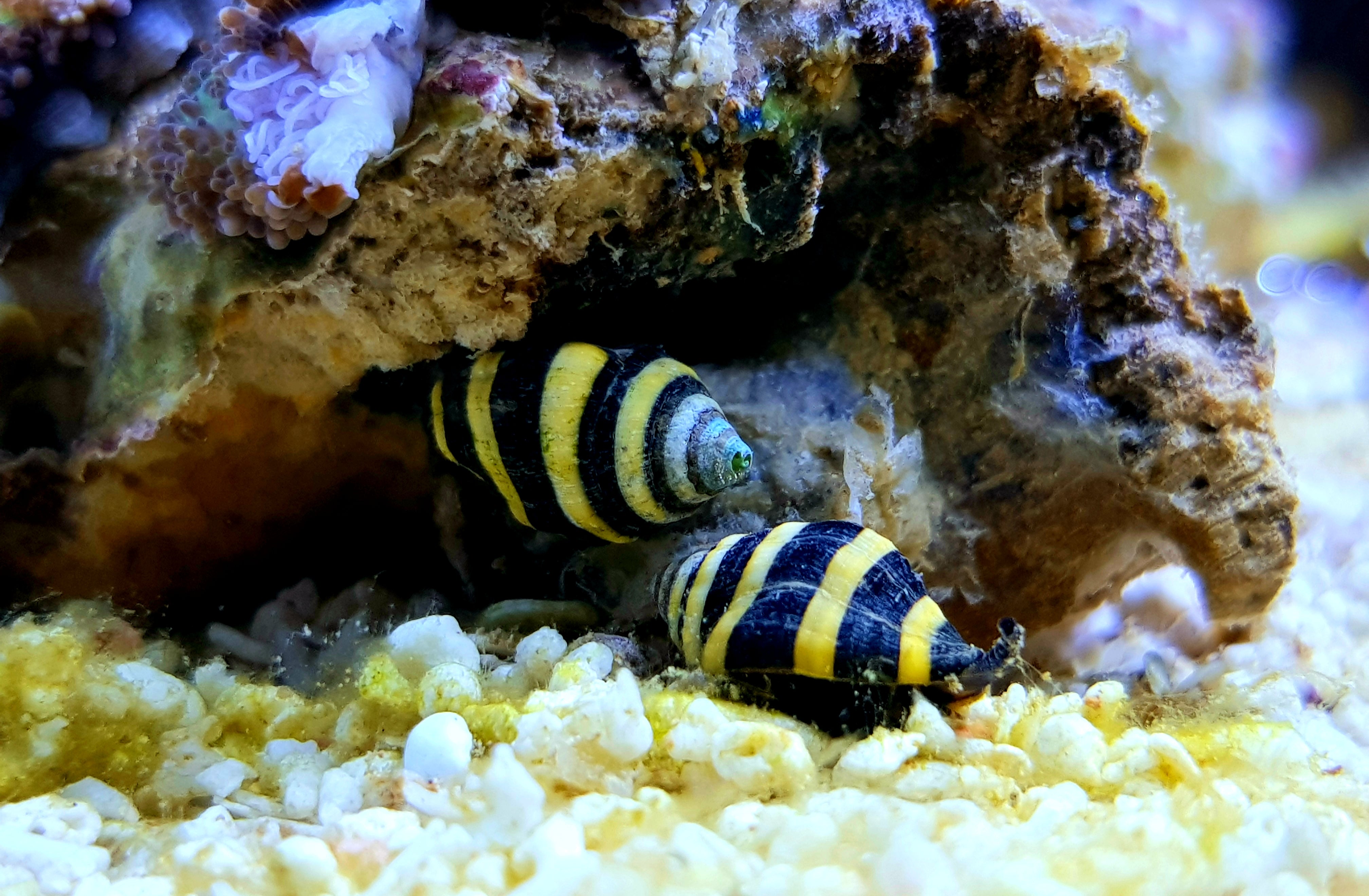 bumblebee snails for sale, bumble bee snail, bumblebee snails in aquarium, bumblebee snails for fish tank, bumblebee snails near me, live bumblebee snails
