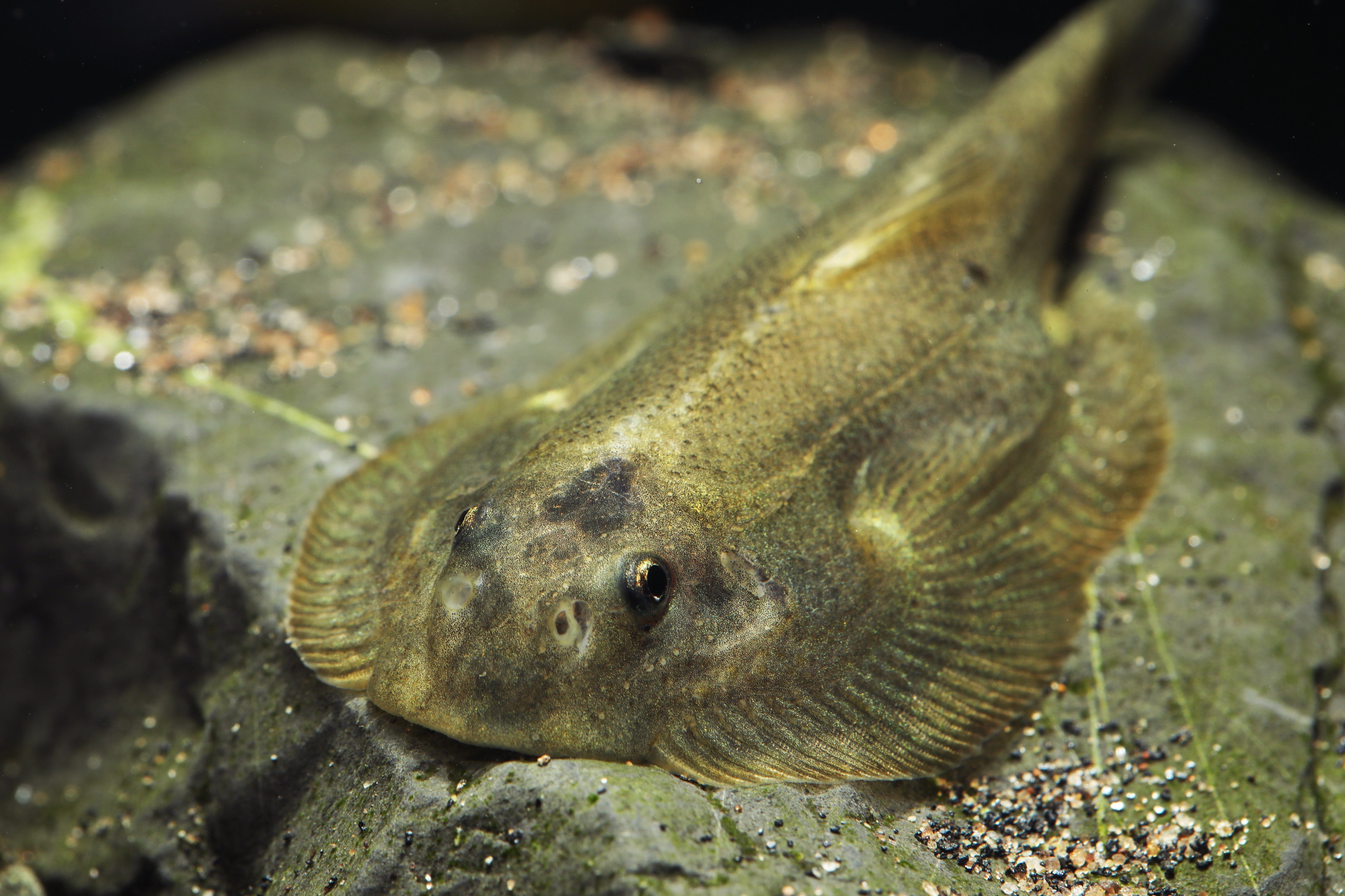hillstream loach, butterfly loach, hillstream loaches, butterfly hillstream loach, hilstream loach, hillstream loach fish, butterfly loaches, hillstream butterfly loach, butterfly loach for sale