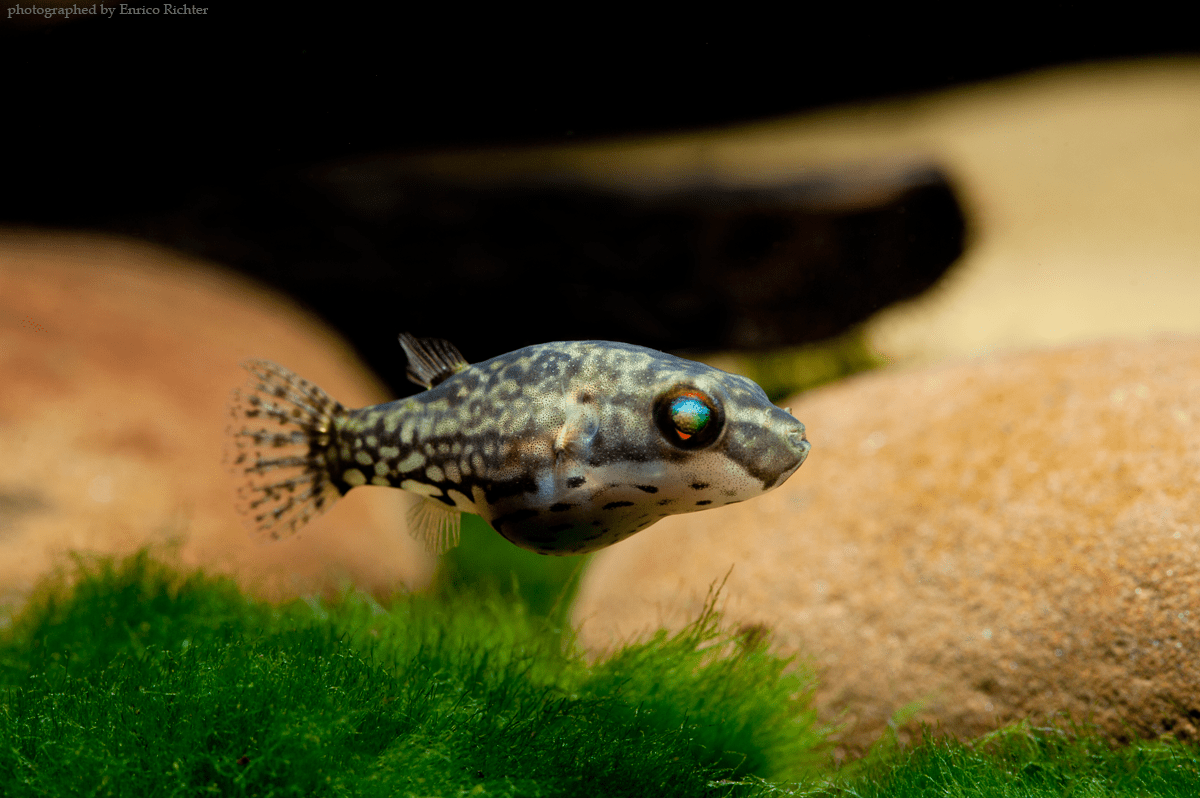 small puffer fish, red eye puffer, red puffer fish, puffer fish eyes, red eye red tail puffer, red eye puffer fish, red eye puffer for sale, buy puffers online, red eye puffer in planted tank