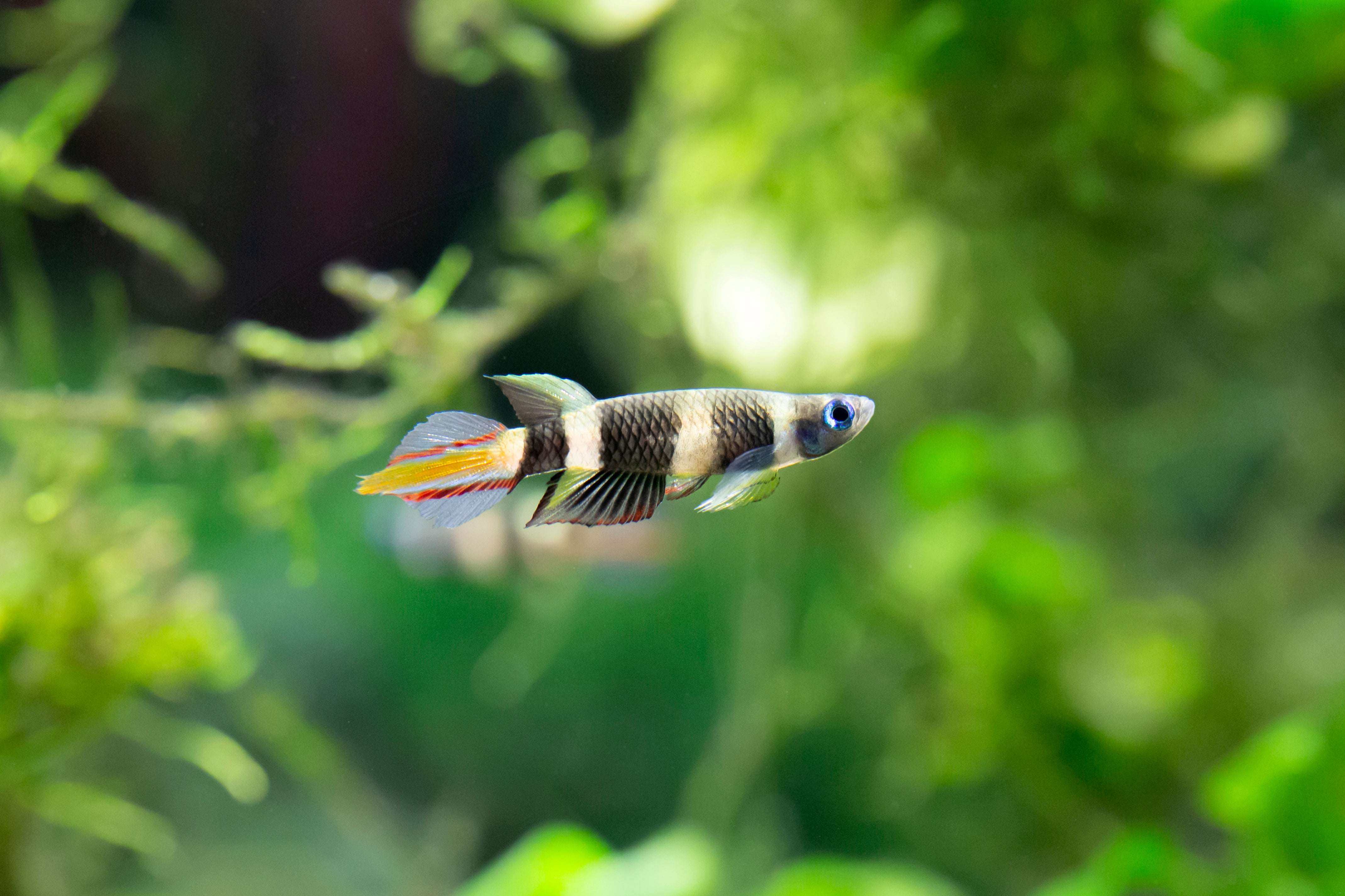 rocket clown killifish, clown killifish for sale, clown killifsh for freshwater aquarium, clown killifish for sale near me, killifish for sale, clown killifish, killifish
