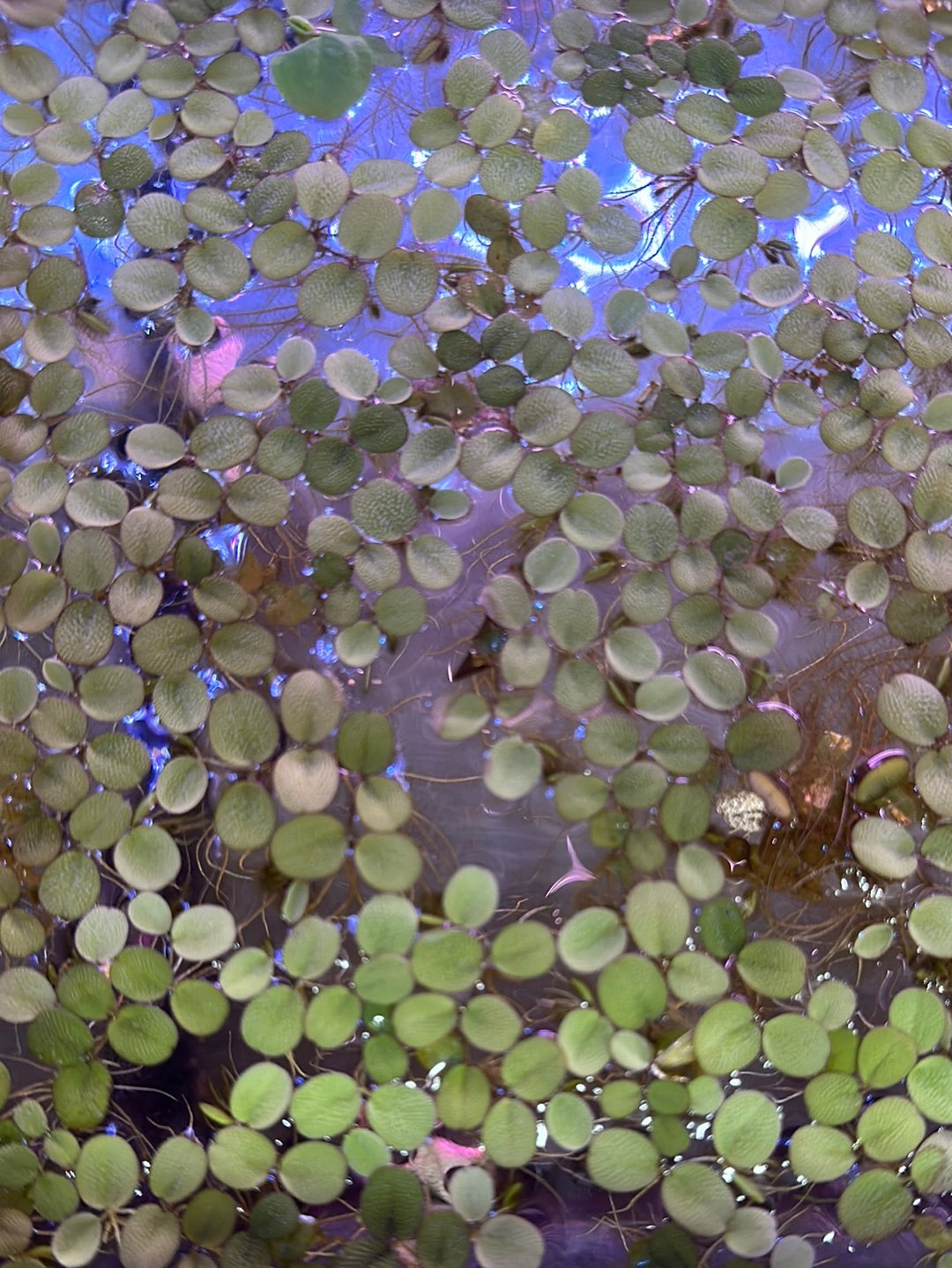 Aquatic Water Spangles (Salvinia Minima) Floating Plant