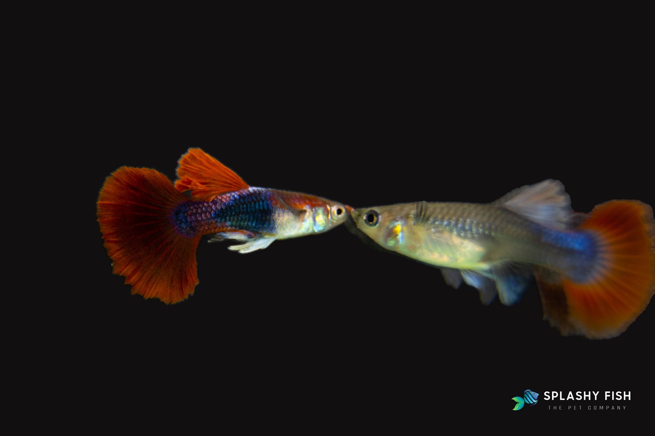 HALFBODY RED ROSE GUPPY FISH FOR SALE, buy red rose guppy fish online, half body red rose fancy guppies for sale, half body red rose fancy guppies fish for sale, red rose guppy fish for sale, buy half body guppy online